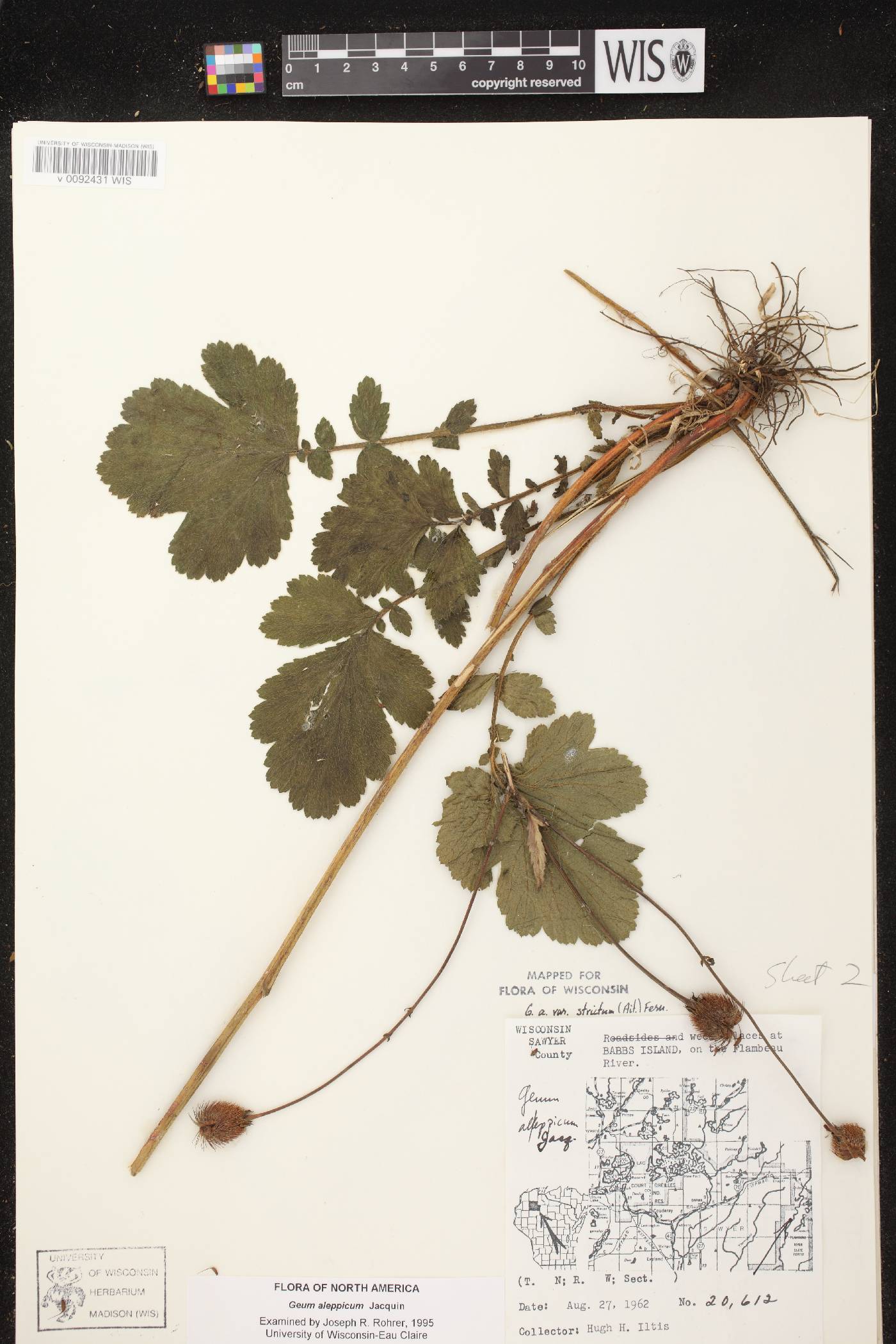 Geum aleppicum image