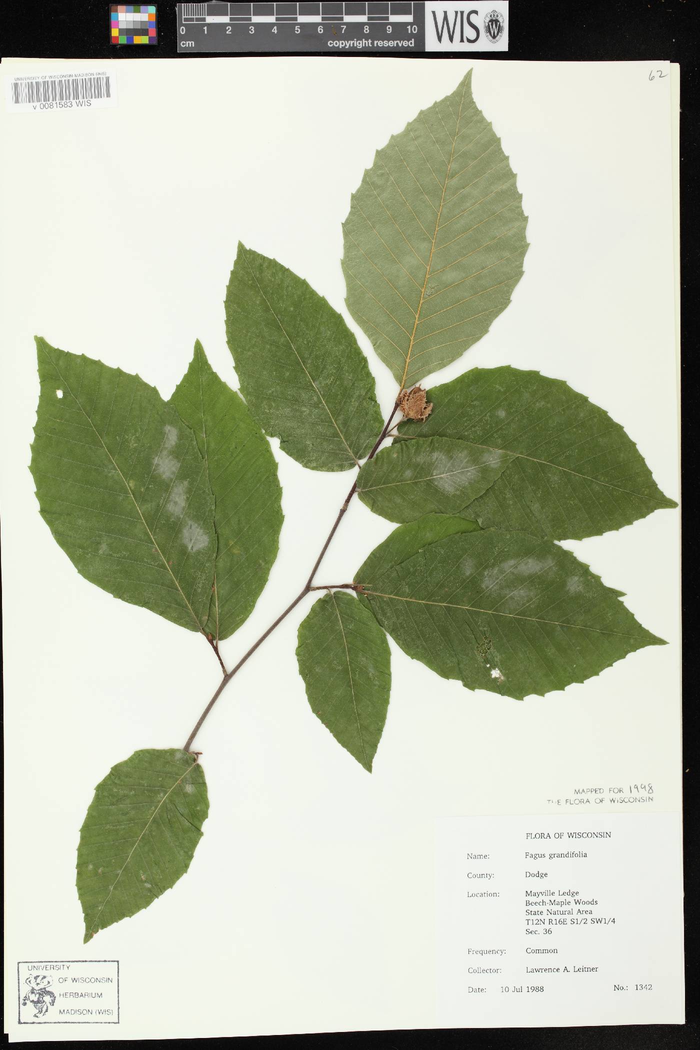 Fagus grandifolia image
