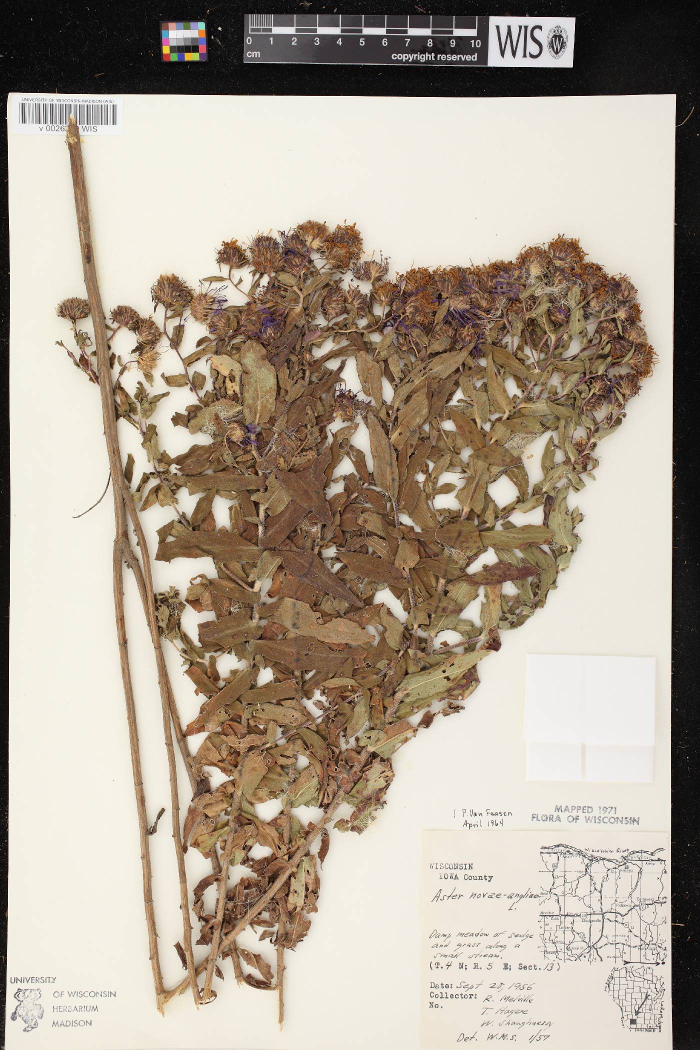 Symphyotrichum novae-angliae image
