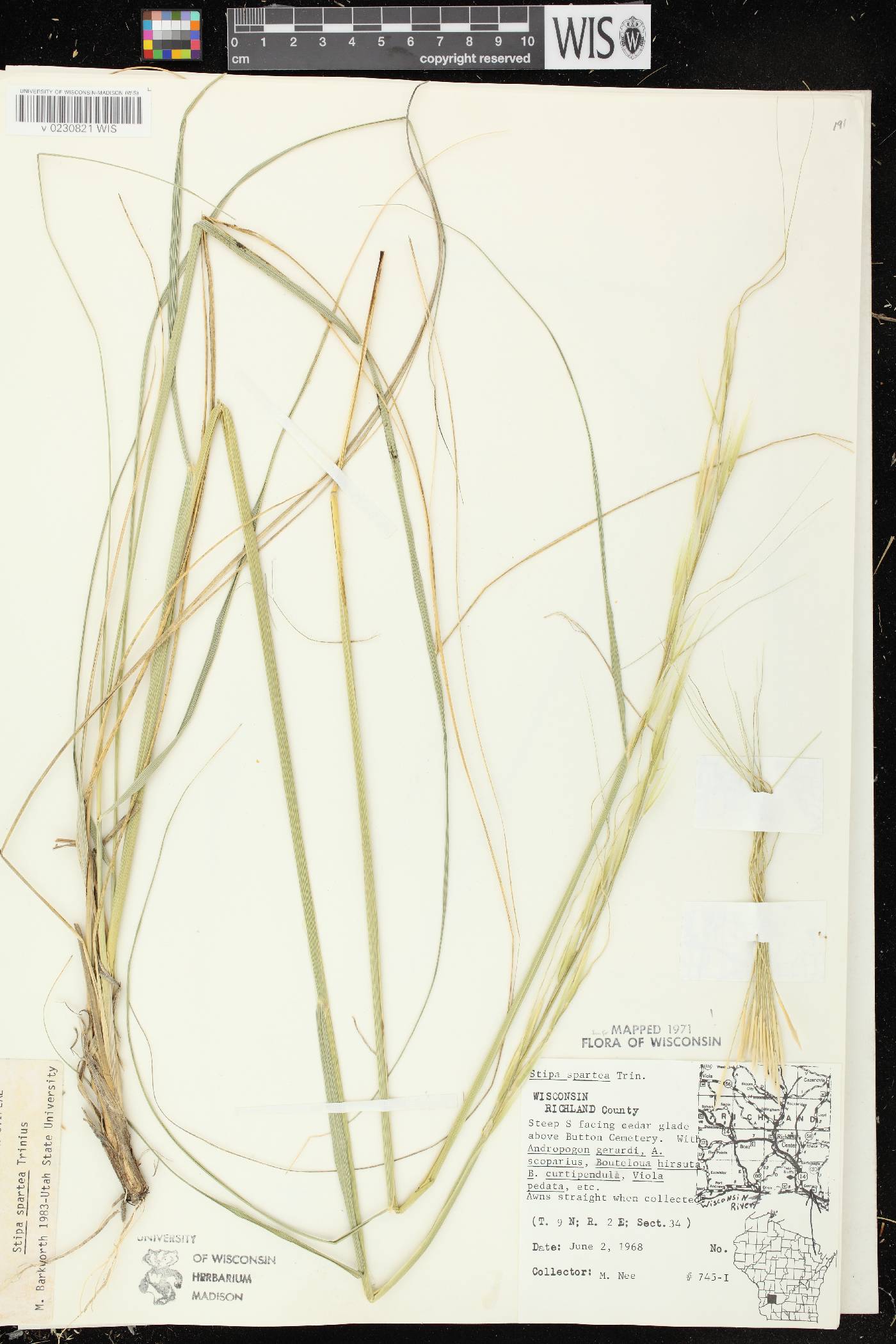 Hesperostipa spartea image
