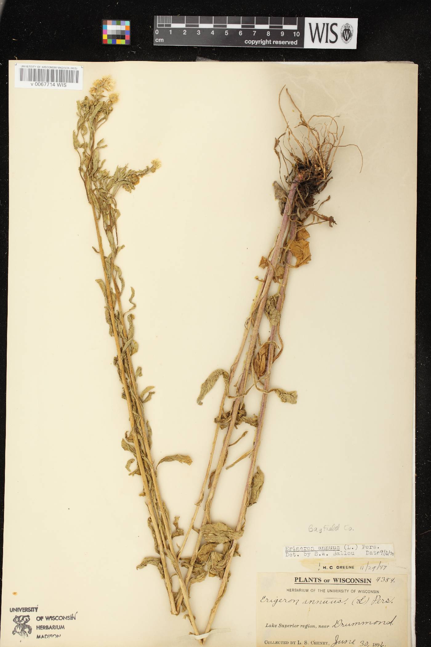 Erigeron annuus image