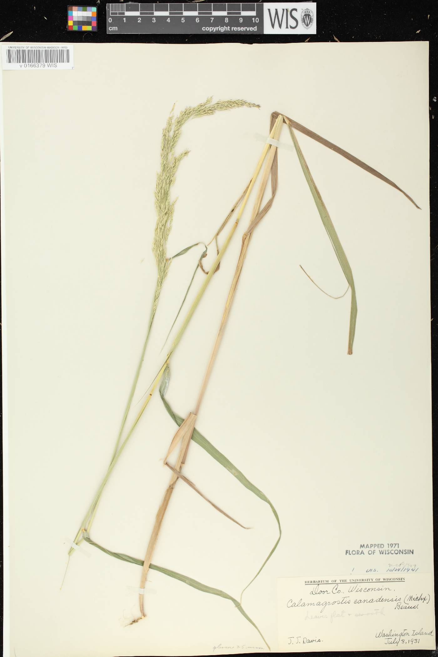 Calamagrostis canadensis var. canadensis image