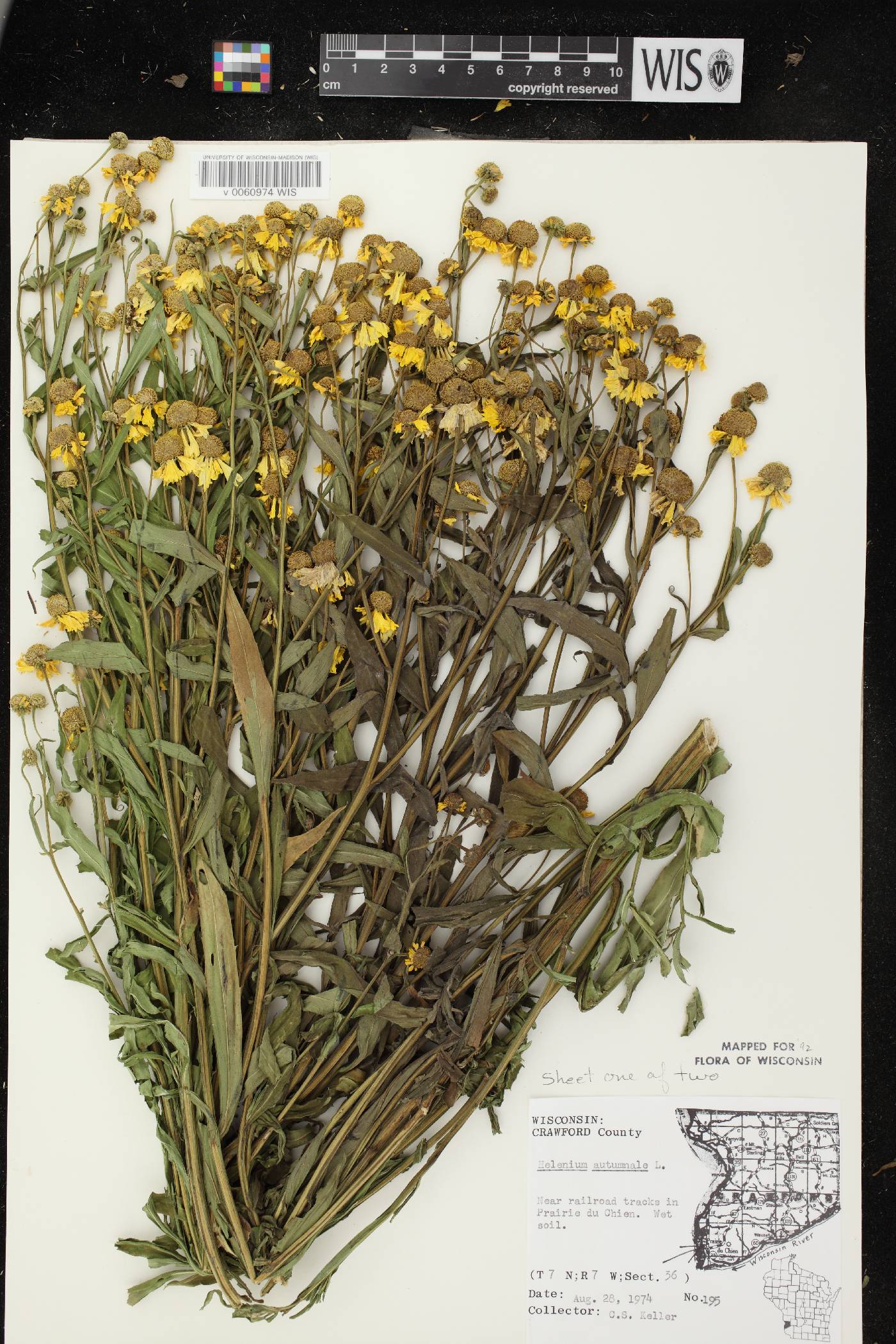 Helenium autumnale image