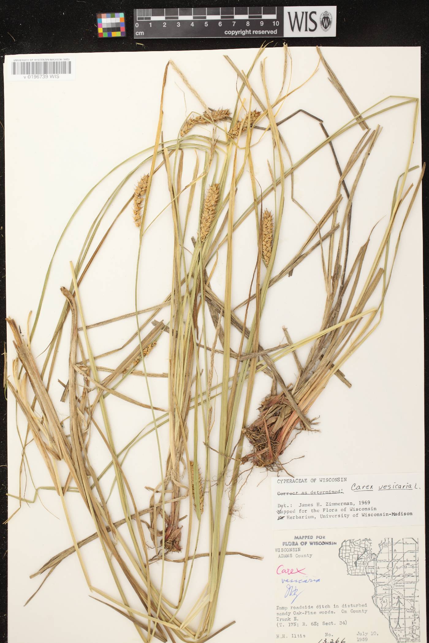 Carex vesicaria image