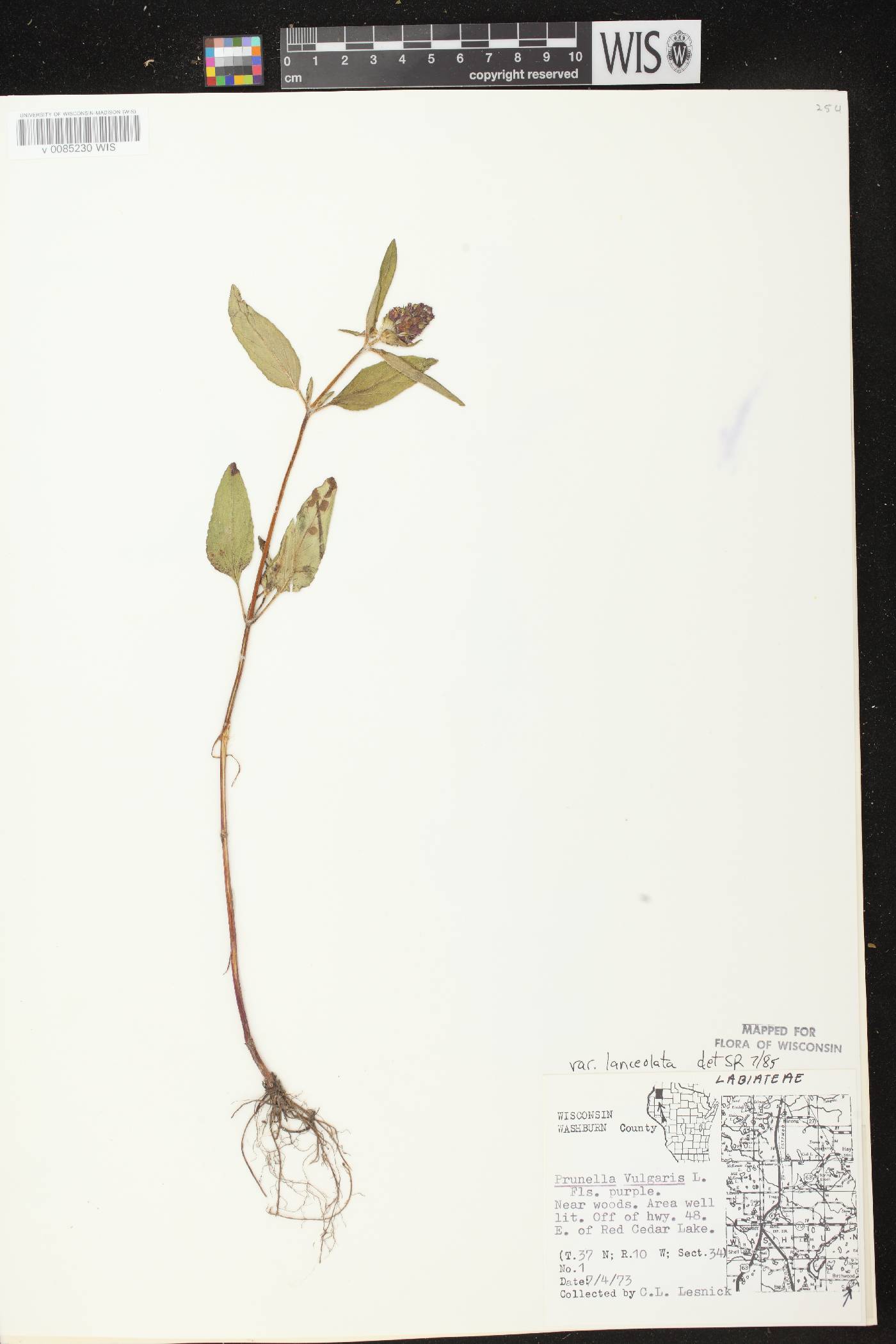 Prunella vulgaris image