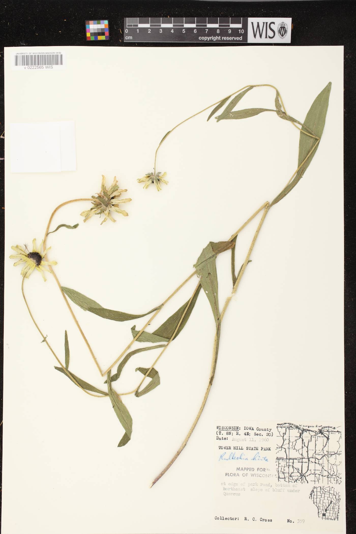 Rudbeckia hirta image