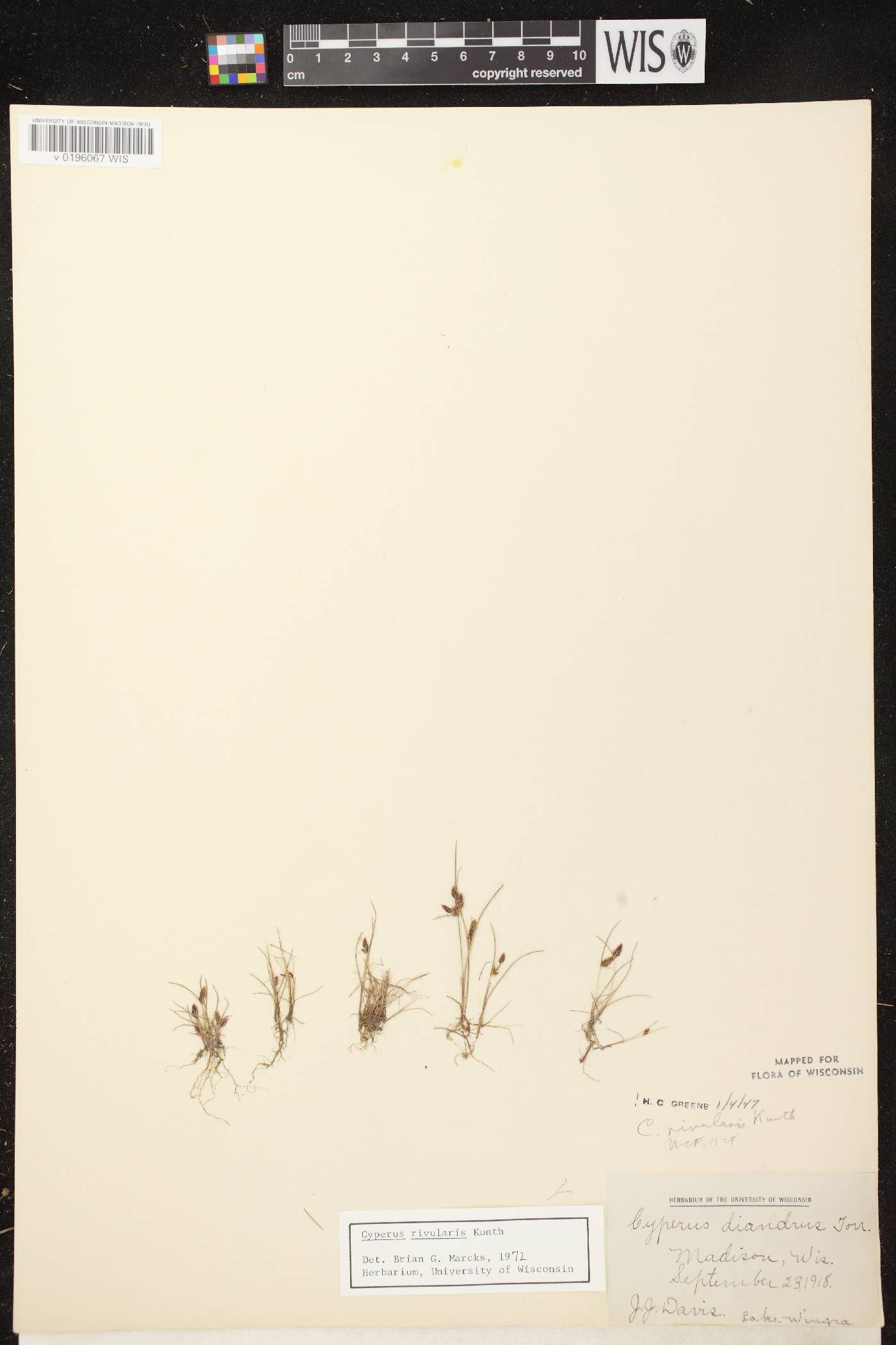 Cyperus bipartitus image