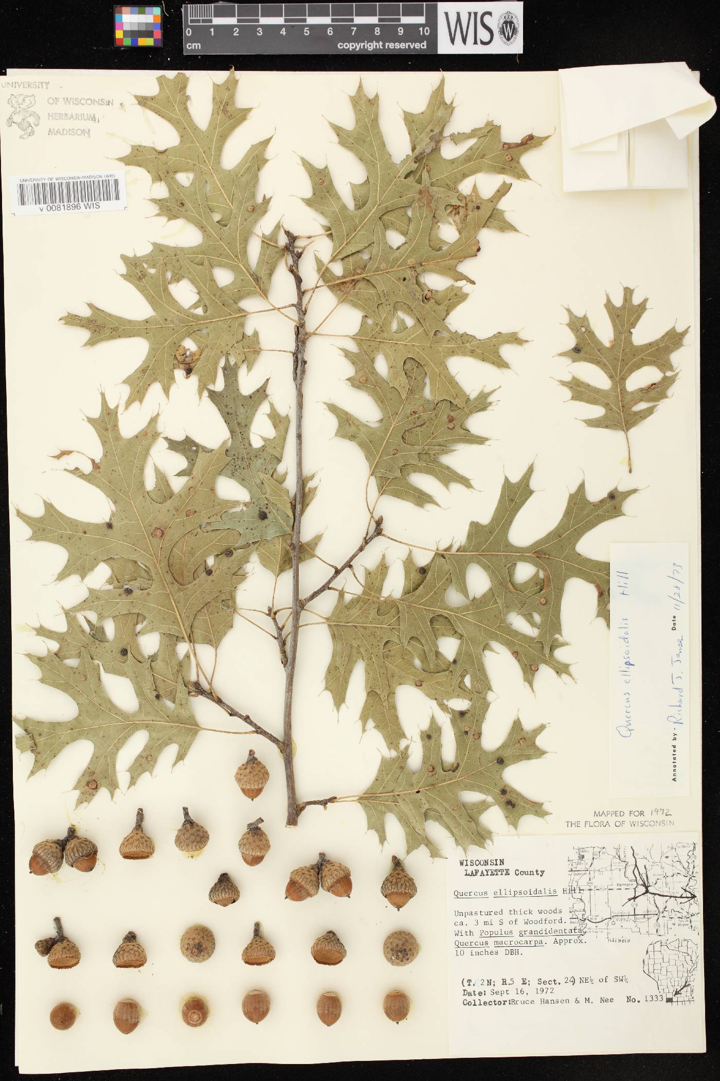 Quercus ellipsoidalis image