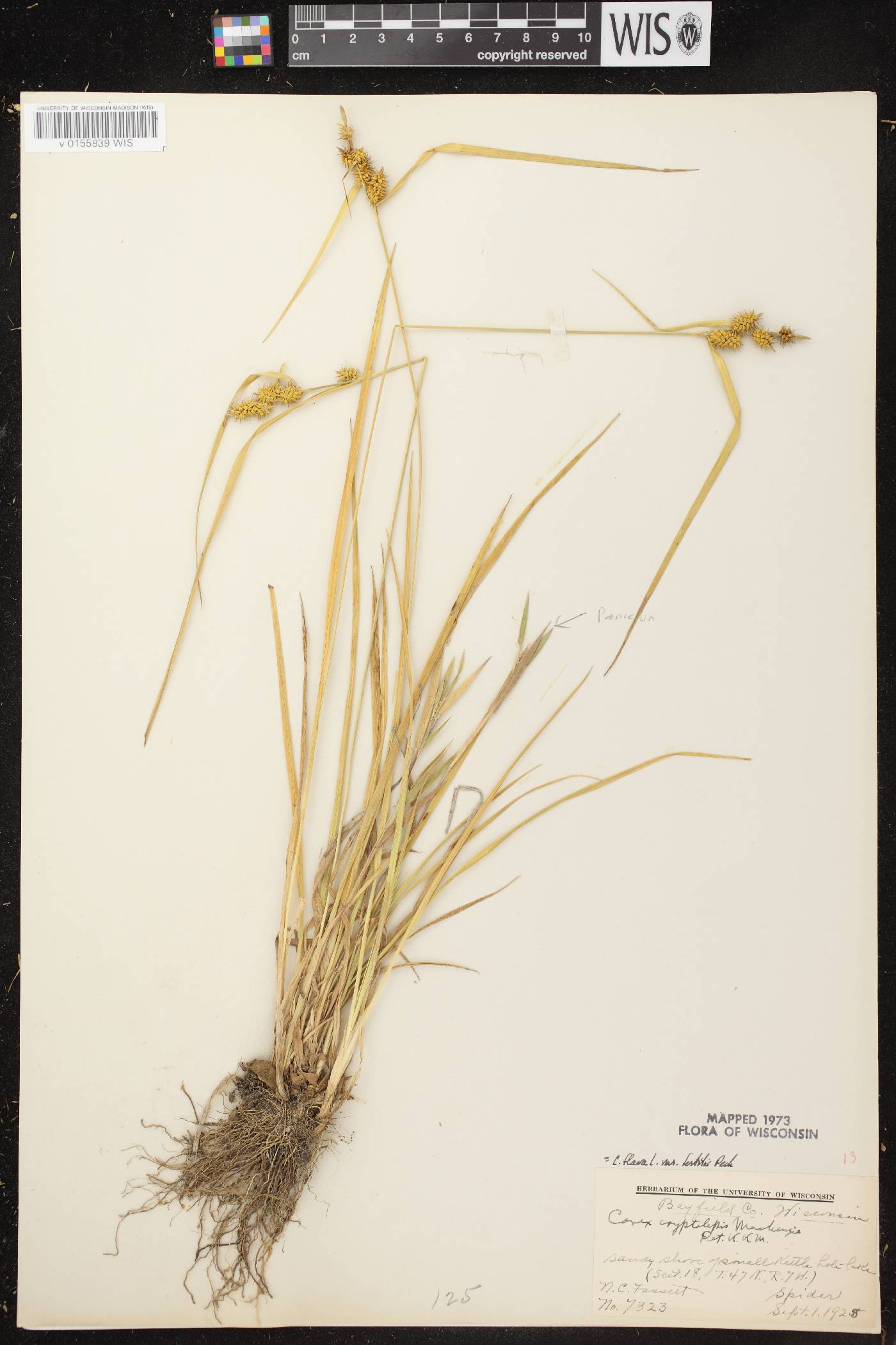 Carex cryptolepis image