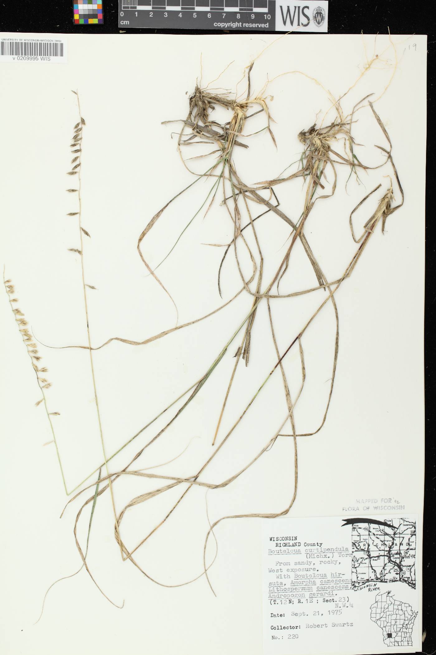 Bouteloua curtipendula image