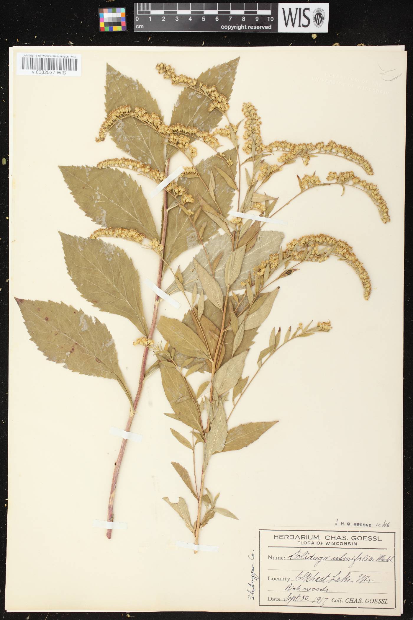 Solidago ulmifolia var. ulmifolia image
