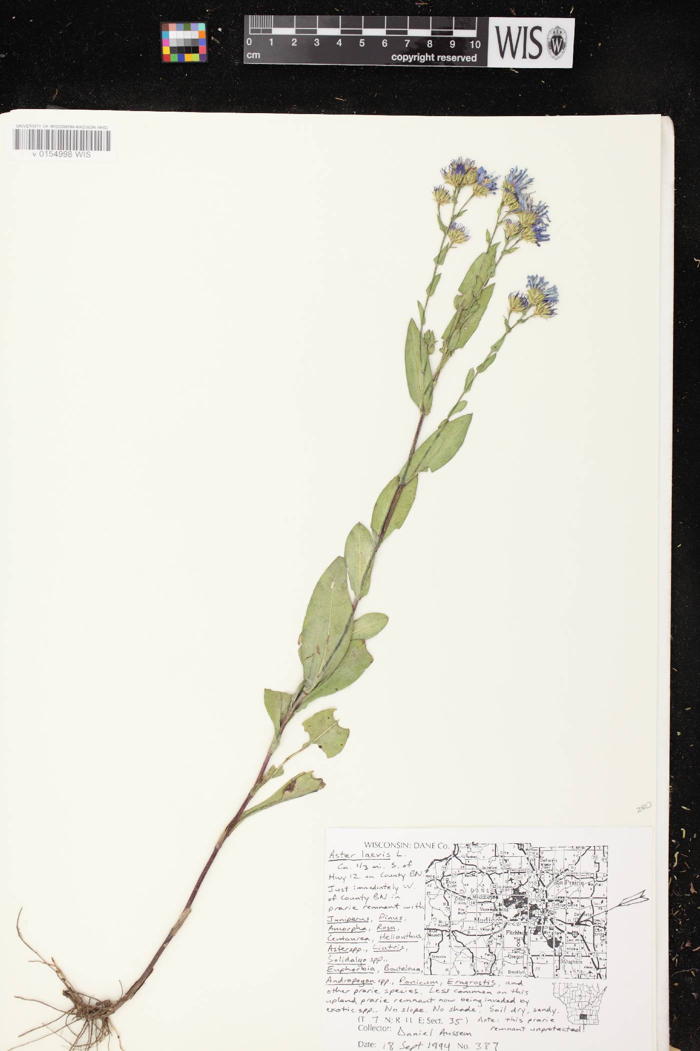 Symphyotrichum laeve image
