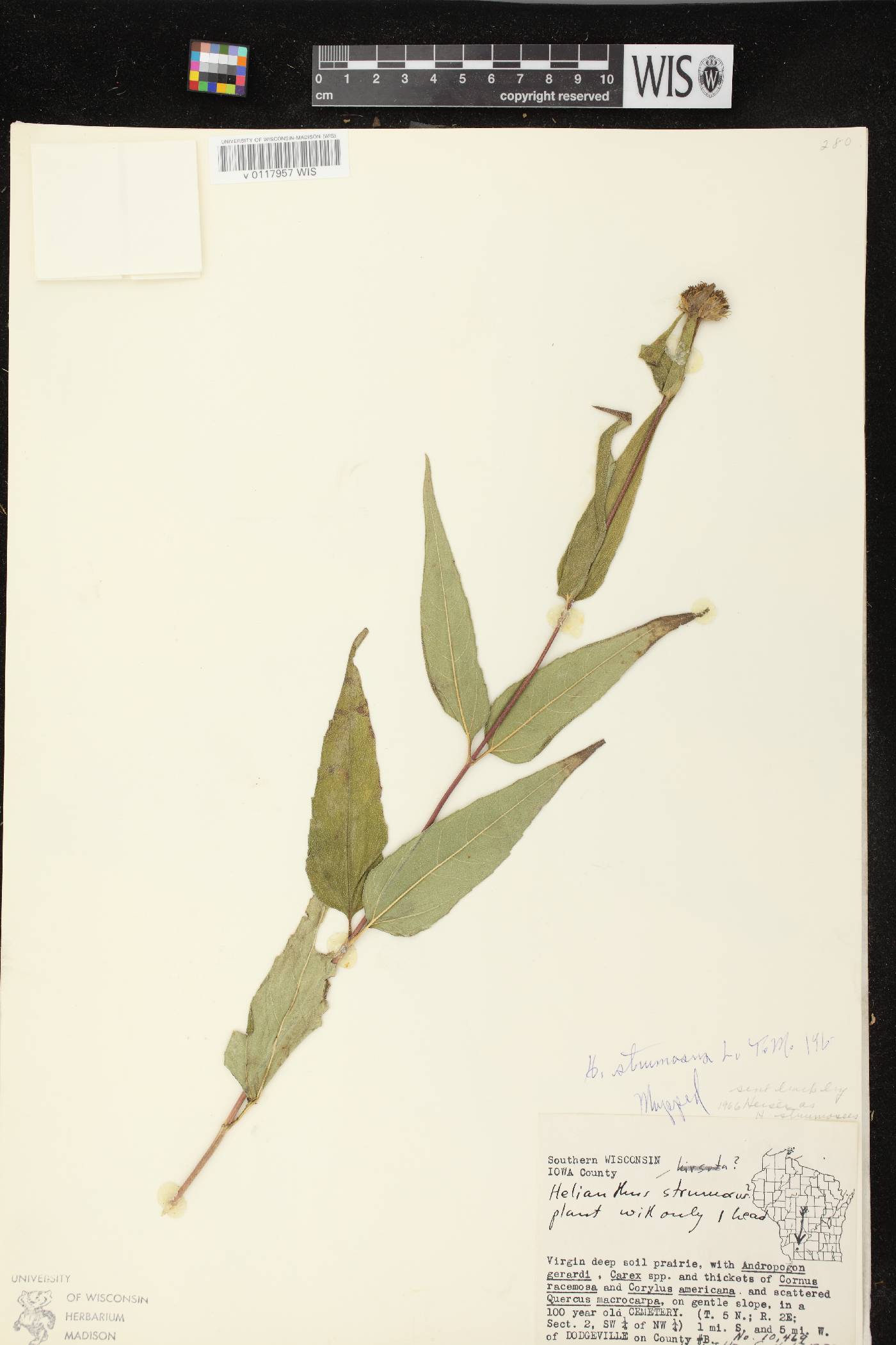 Helianthus strumosus image
