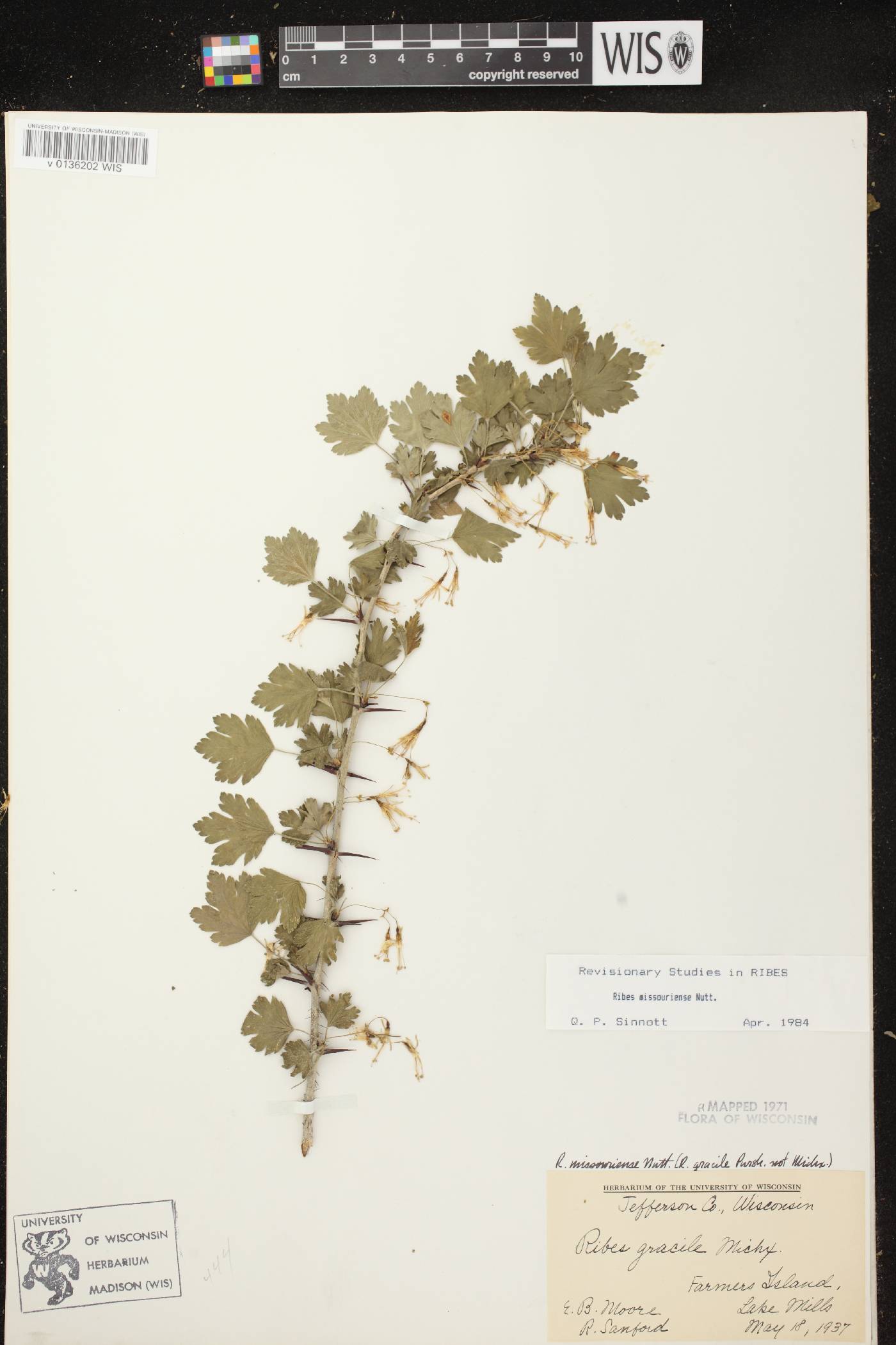 Ribes missouriense image