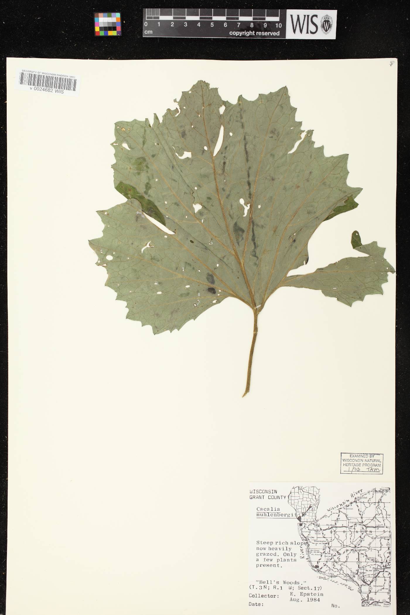 Arnoglossum reniforme image