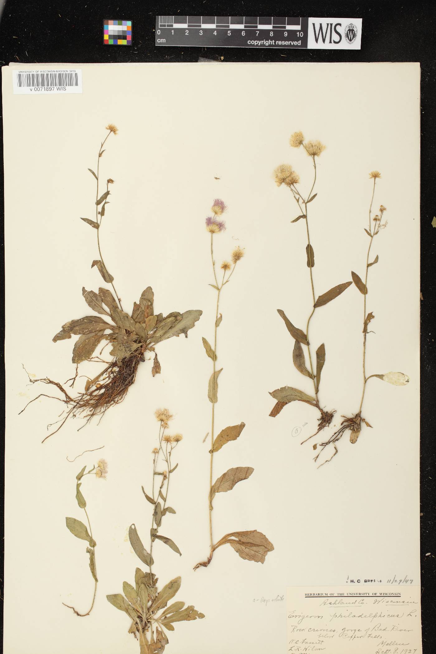 Erigeron philadelphicus var. philadelphicus image