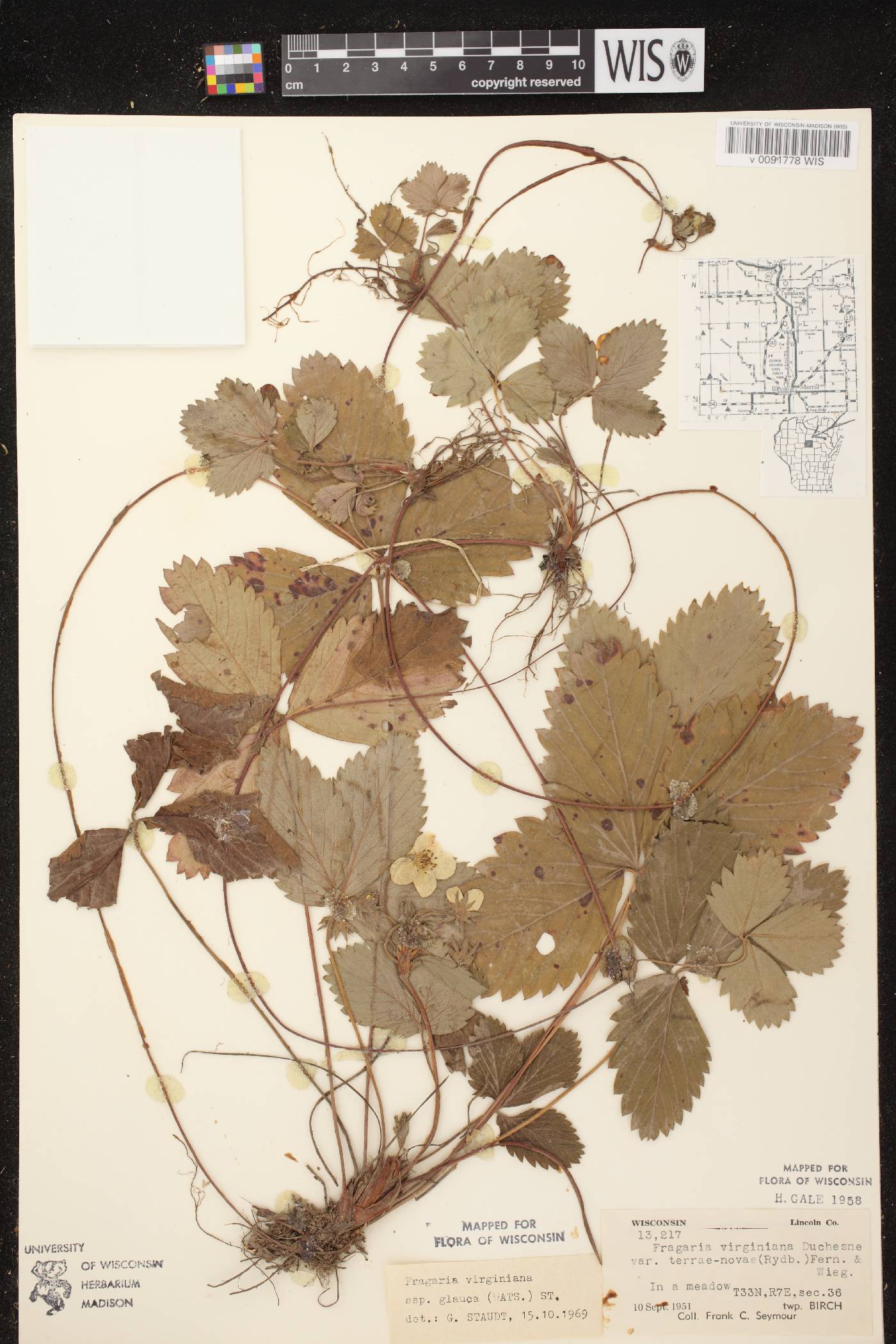 Fragaria virginiana image