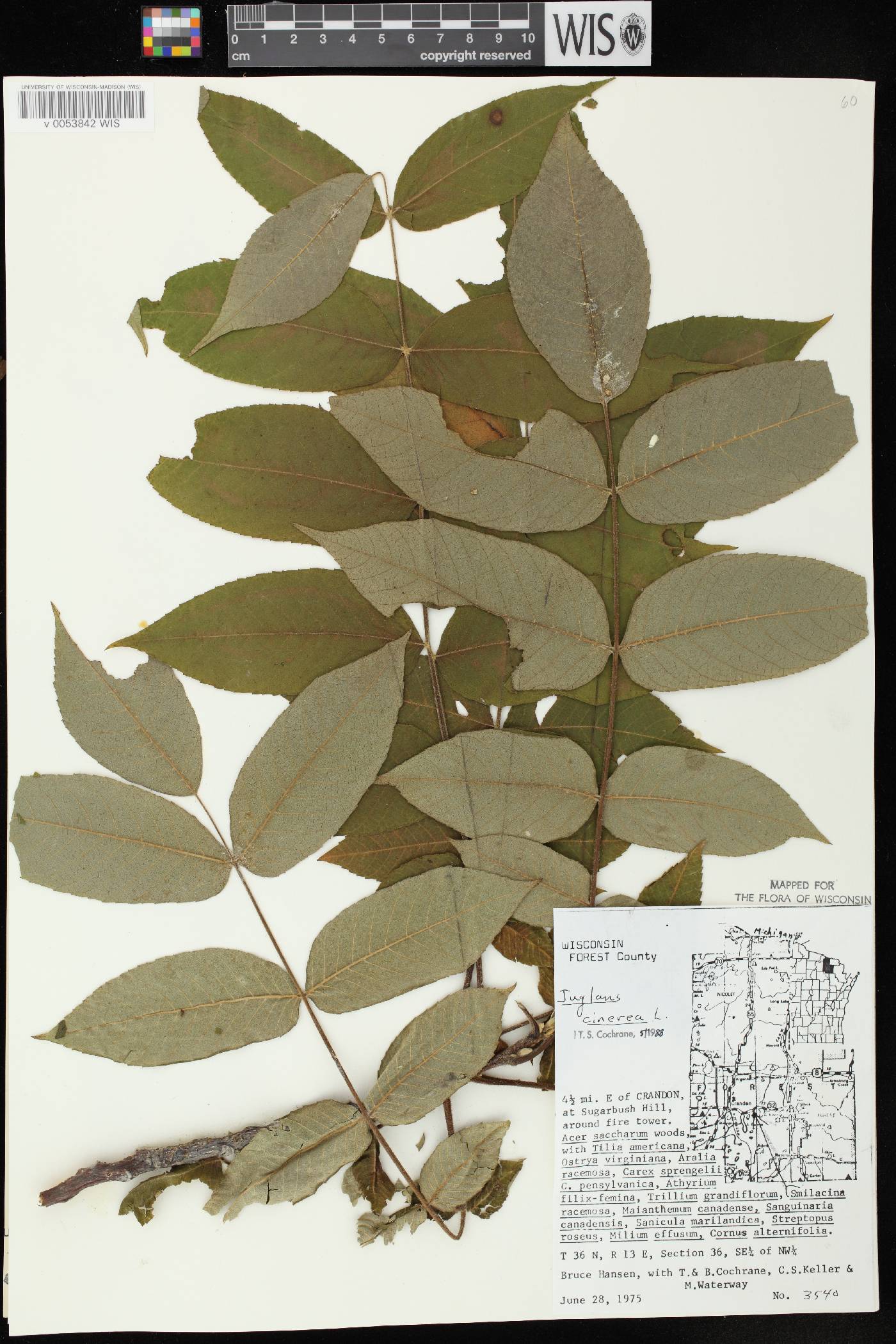 Juglans cinerea image