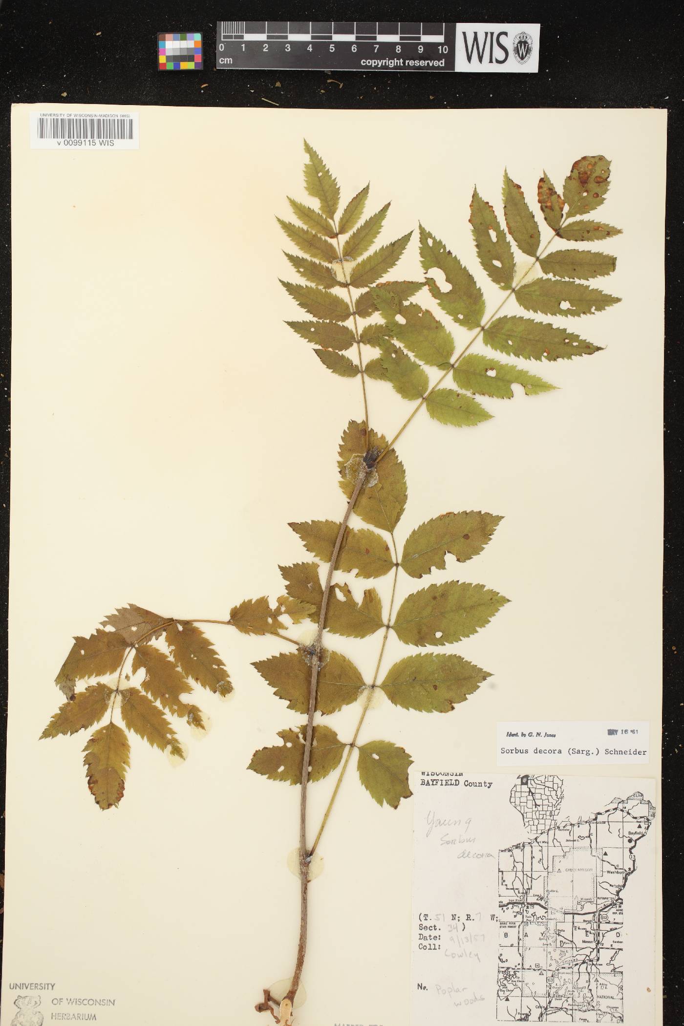 Sorbus decora image
