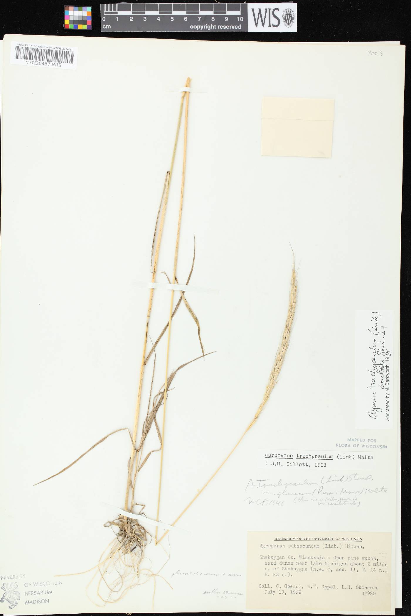 Elymus trachycaulus subsp. subsecundus image