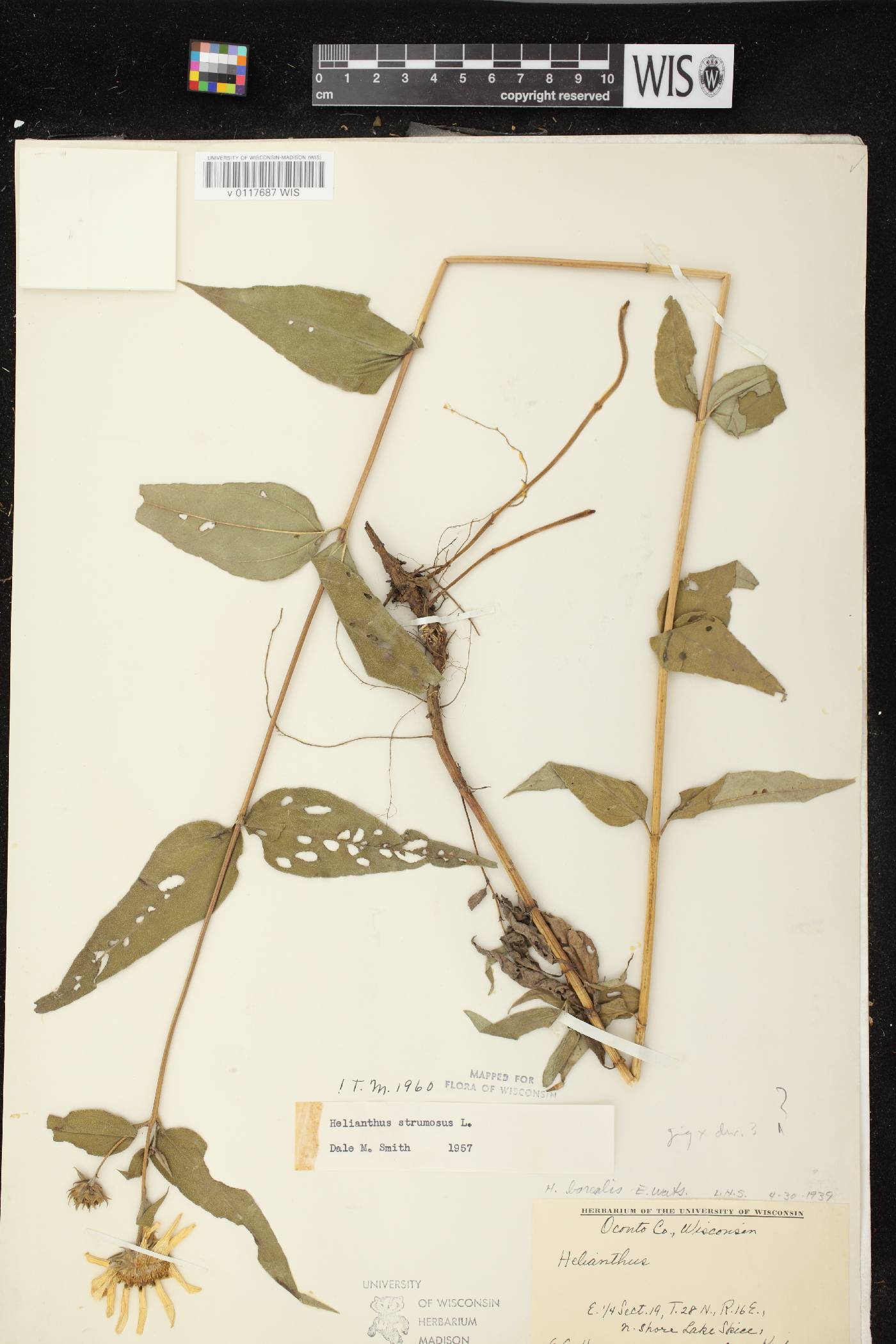Helianthus strumosus image