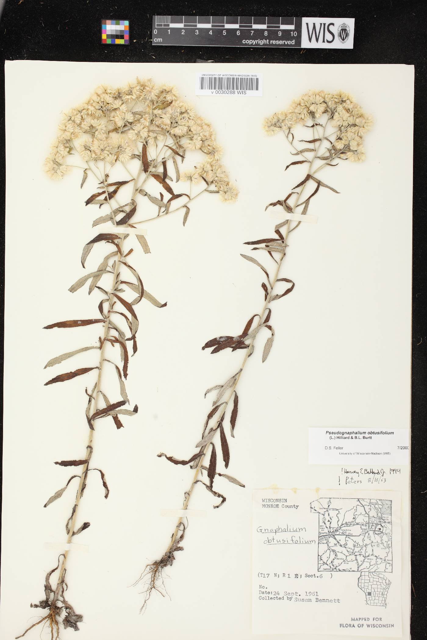 Pseudognaphalium obtusifolium image