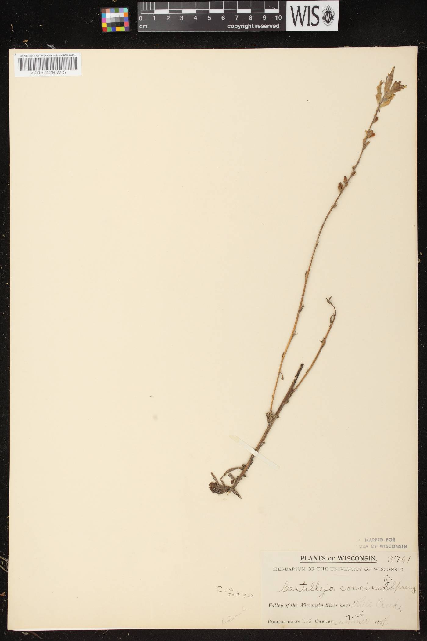 Castilleja coccinea image
