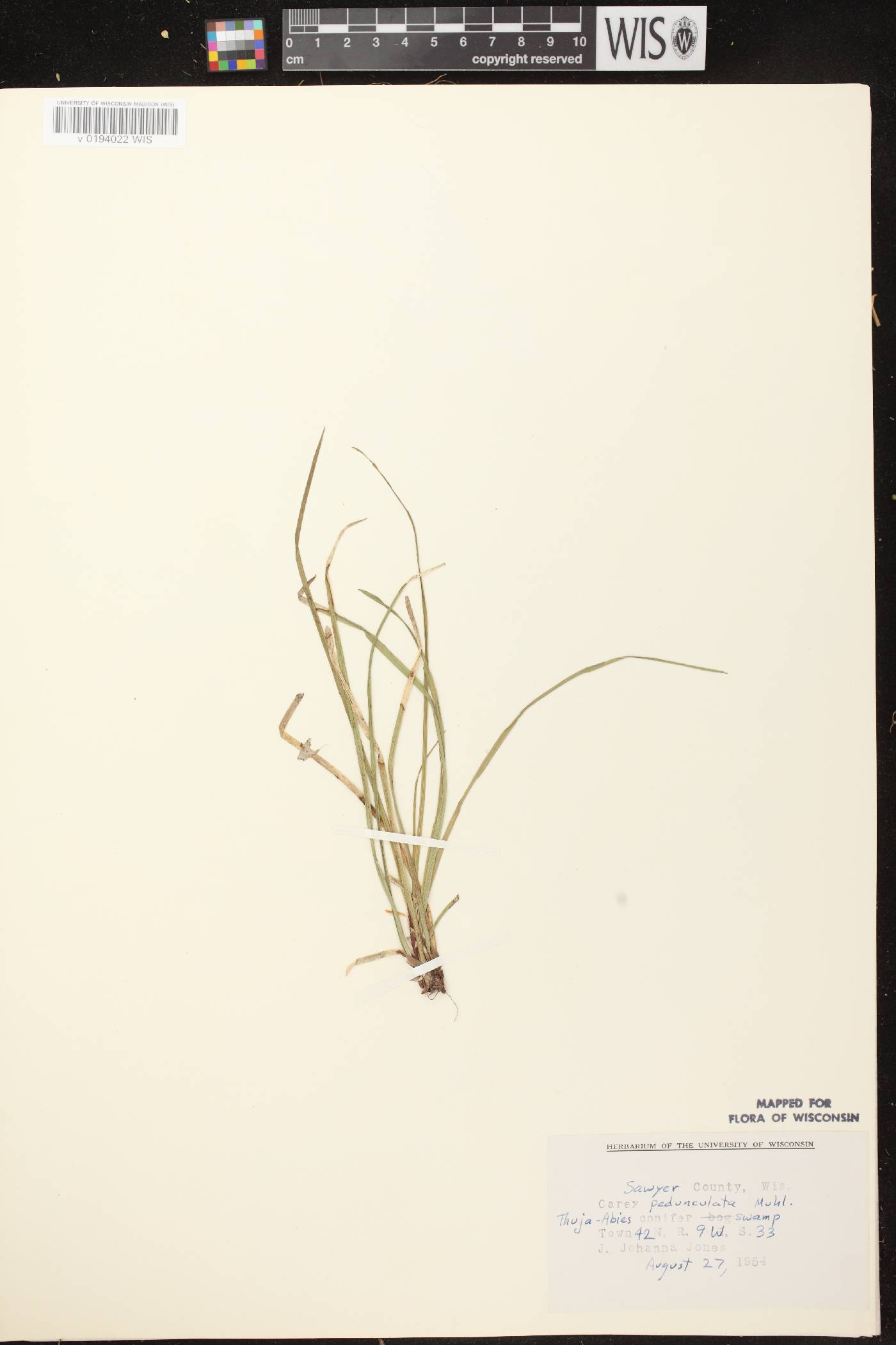 Carex pedunculata image