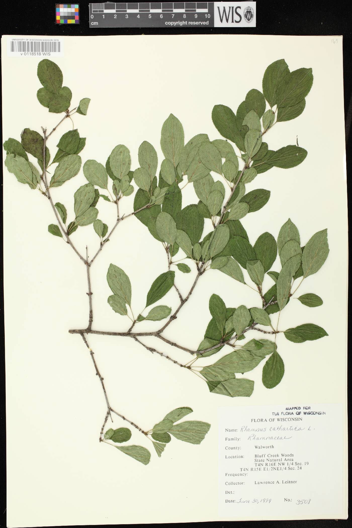 Rhamnus cathartica image