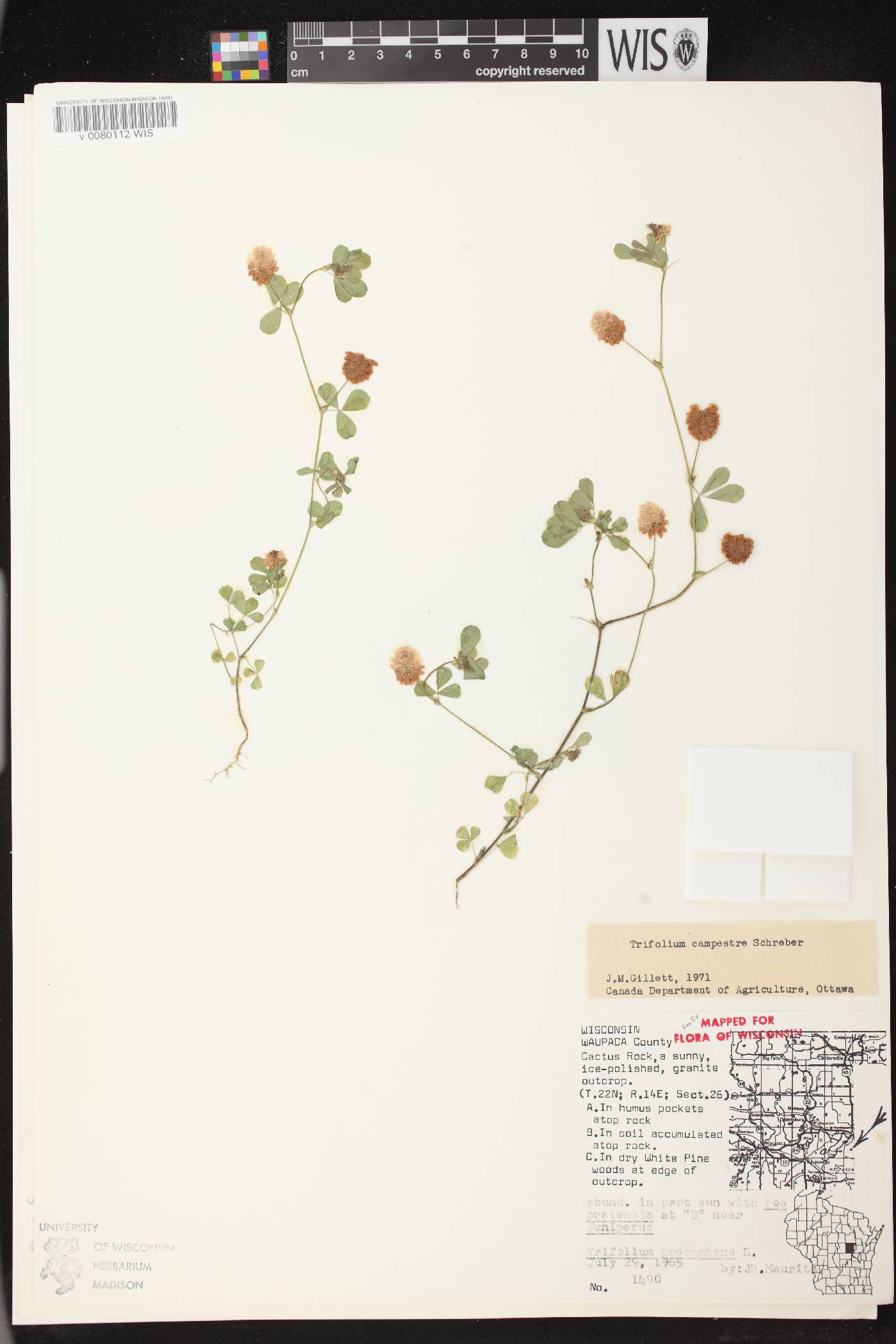 Trifolium campestre image