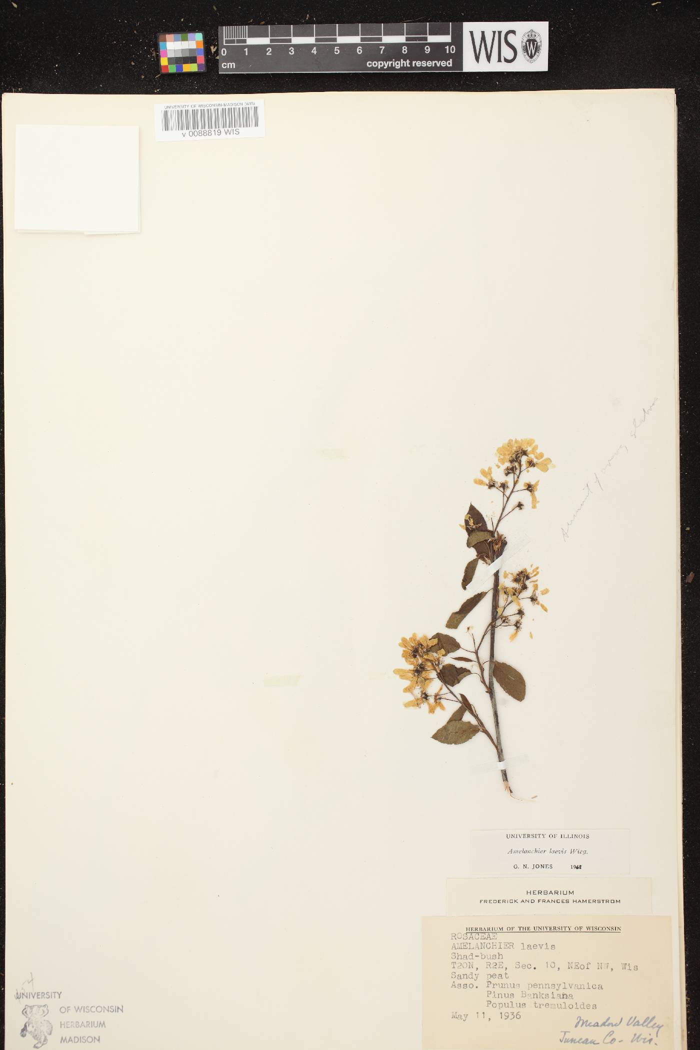 Amelanchier laevis image