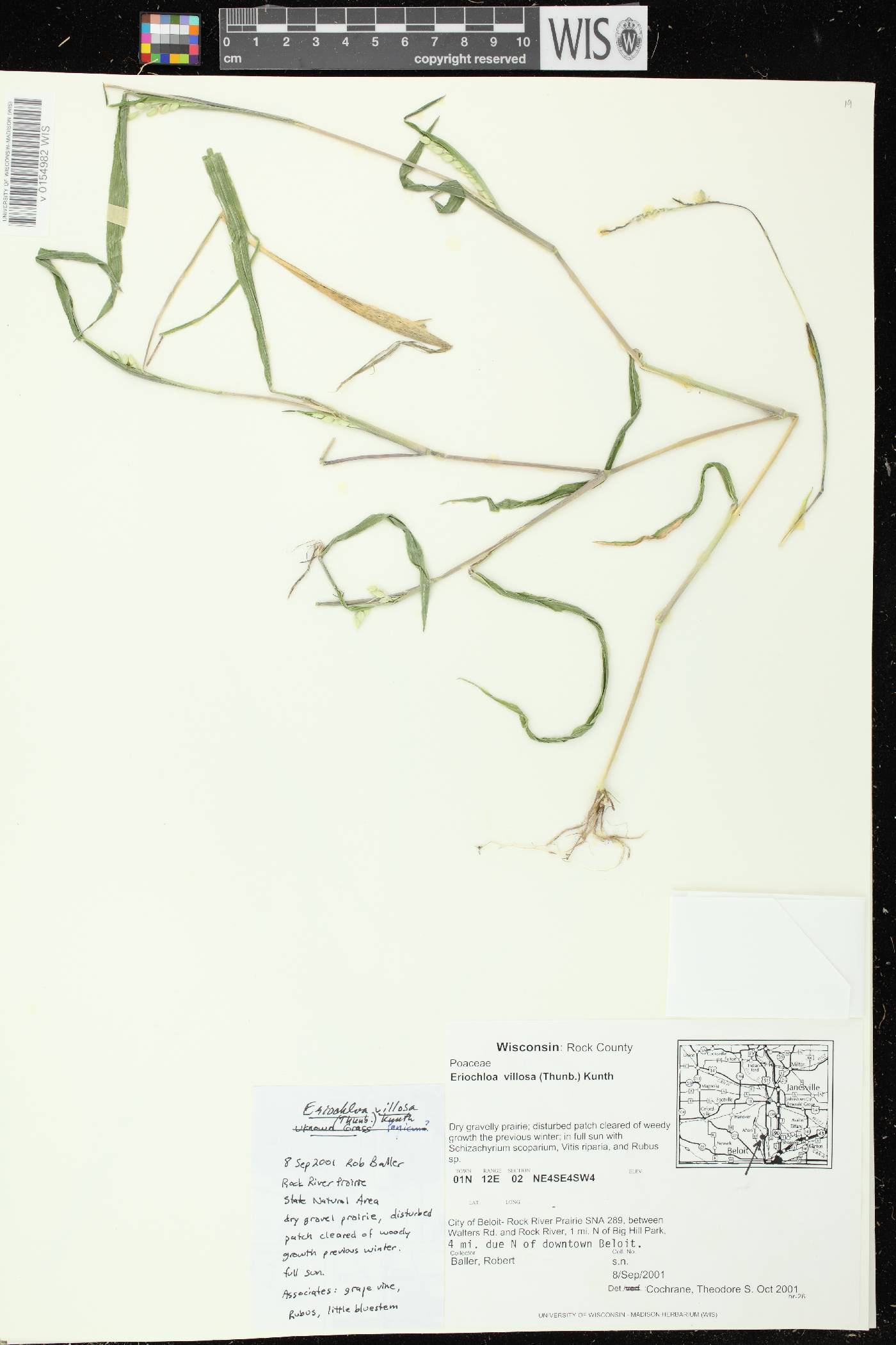 Eriochloa villosa image
