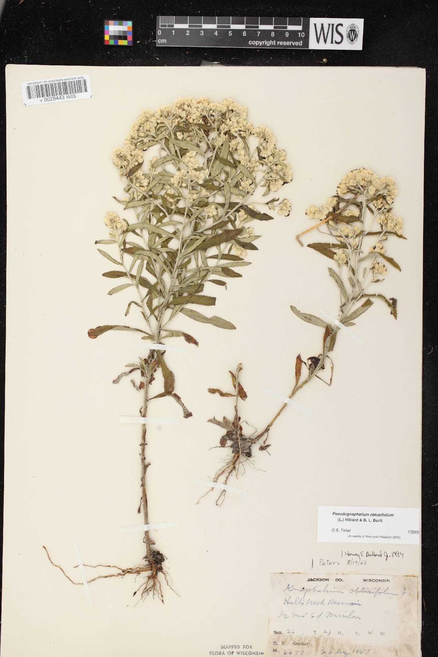 Pseudognaphalium obtusifolium image