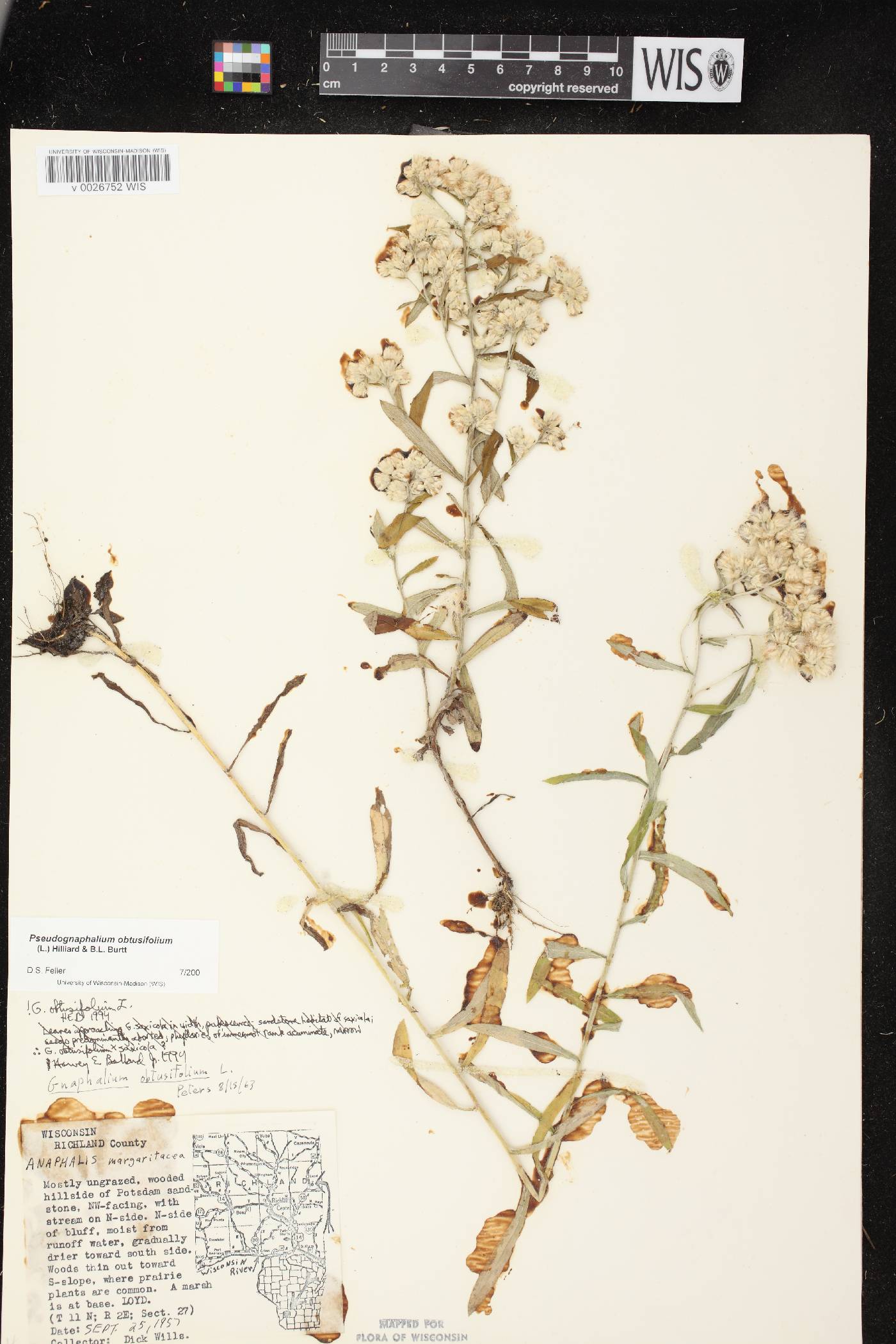 Pseudognaphalium obtusifolium image