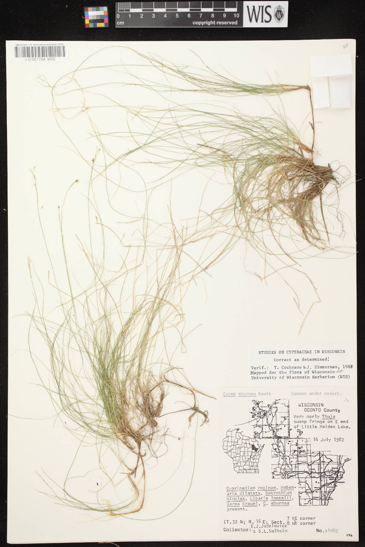 Carex eburnea image