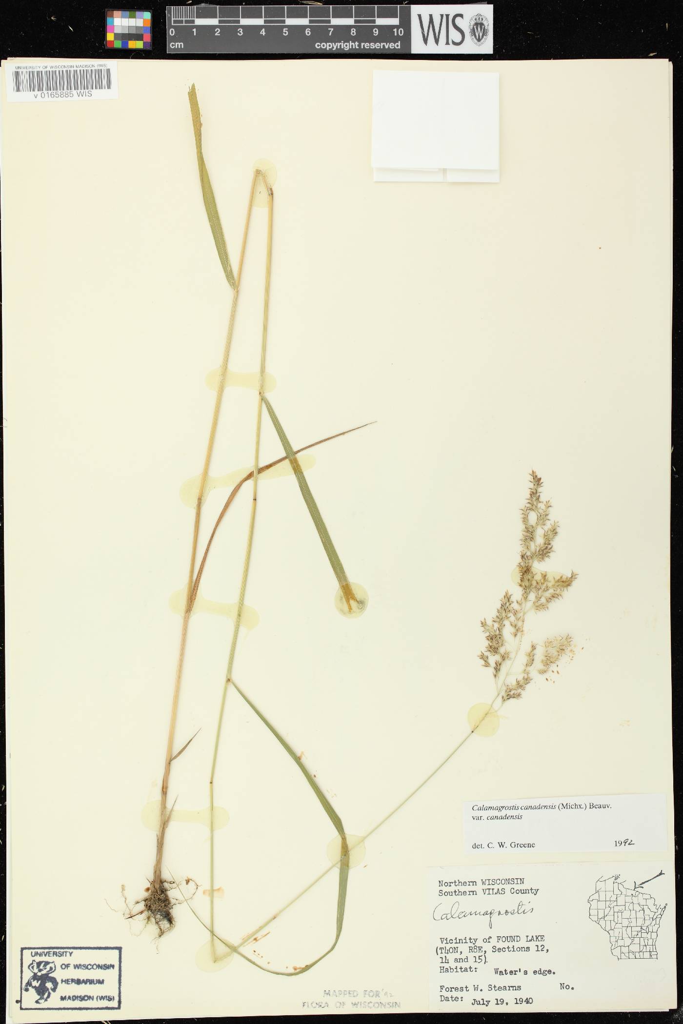 Calamagrostis canadensis var. canadensis image