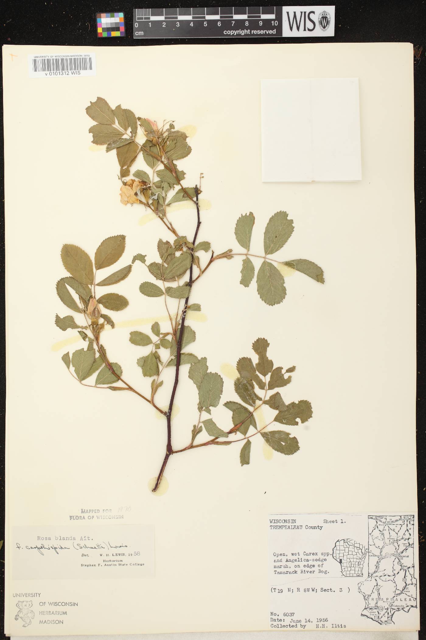Rosa blanda image