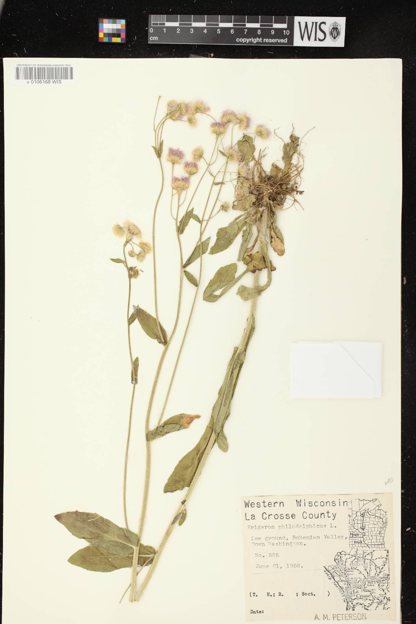 Erigeron philadelphicus var. philadelphicus image