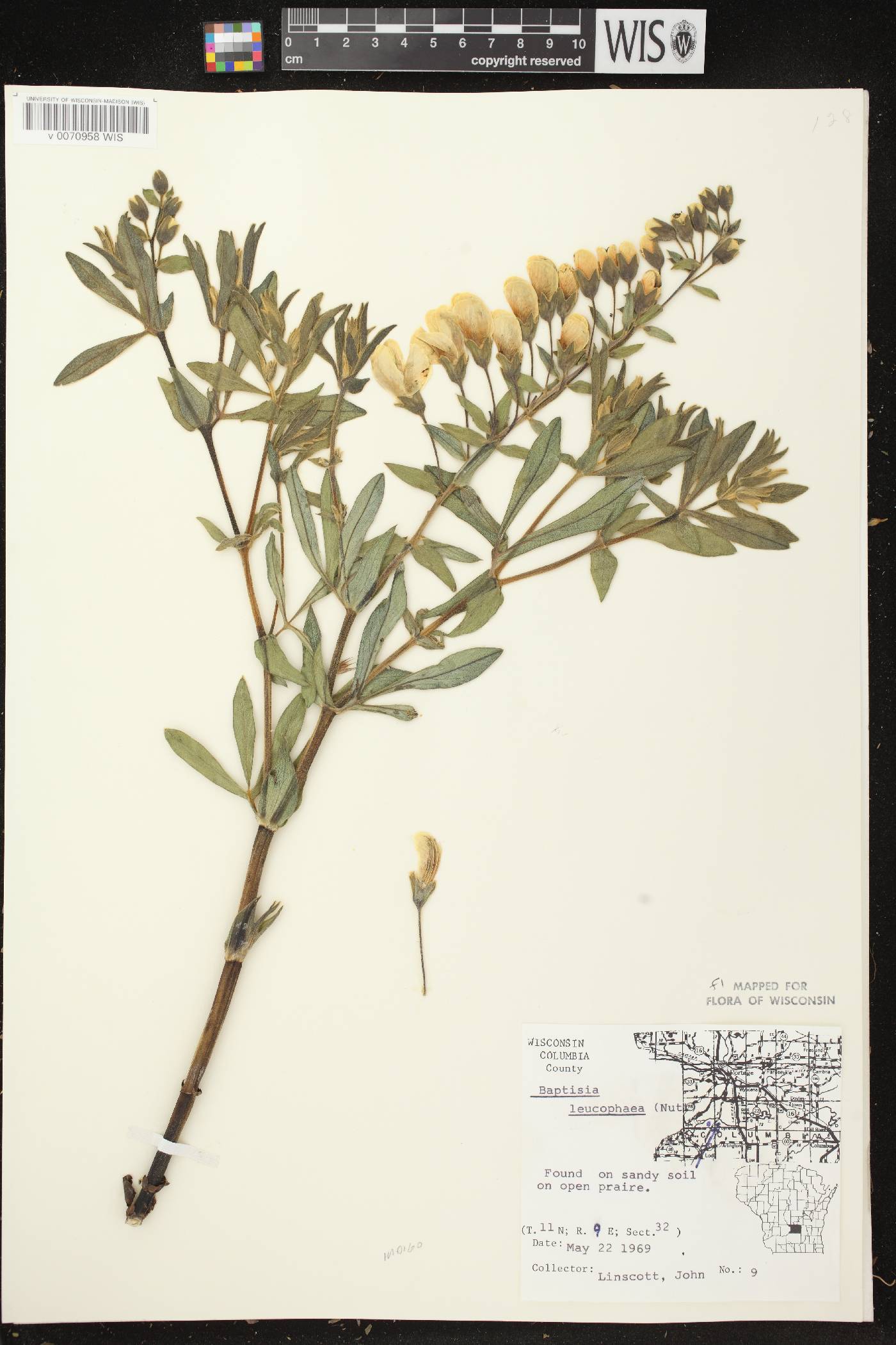 Baptisia lactea image