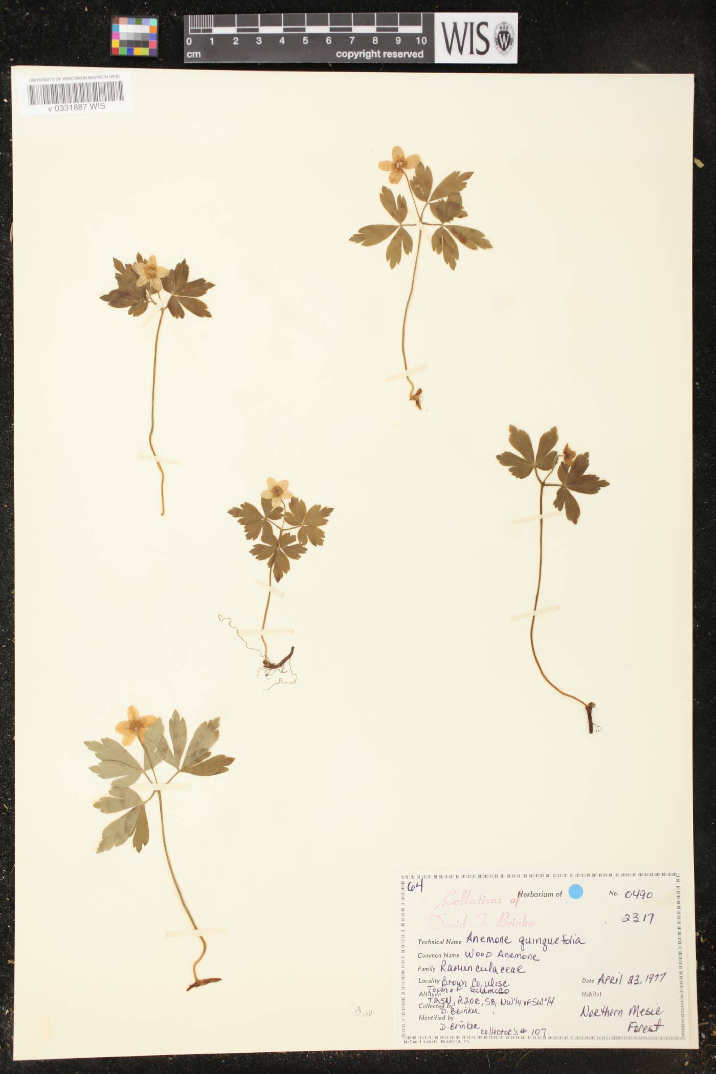Anemone quinquefolia image