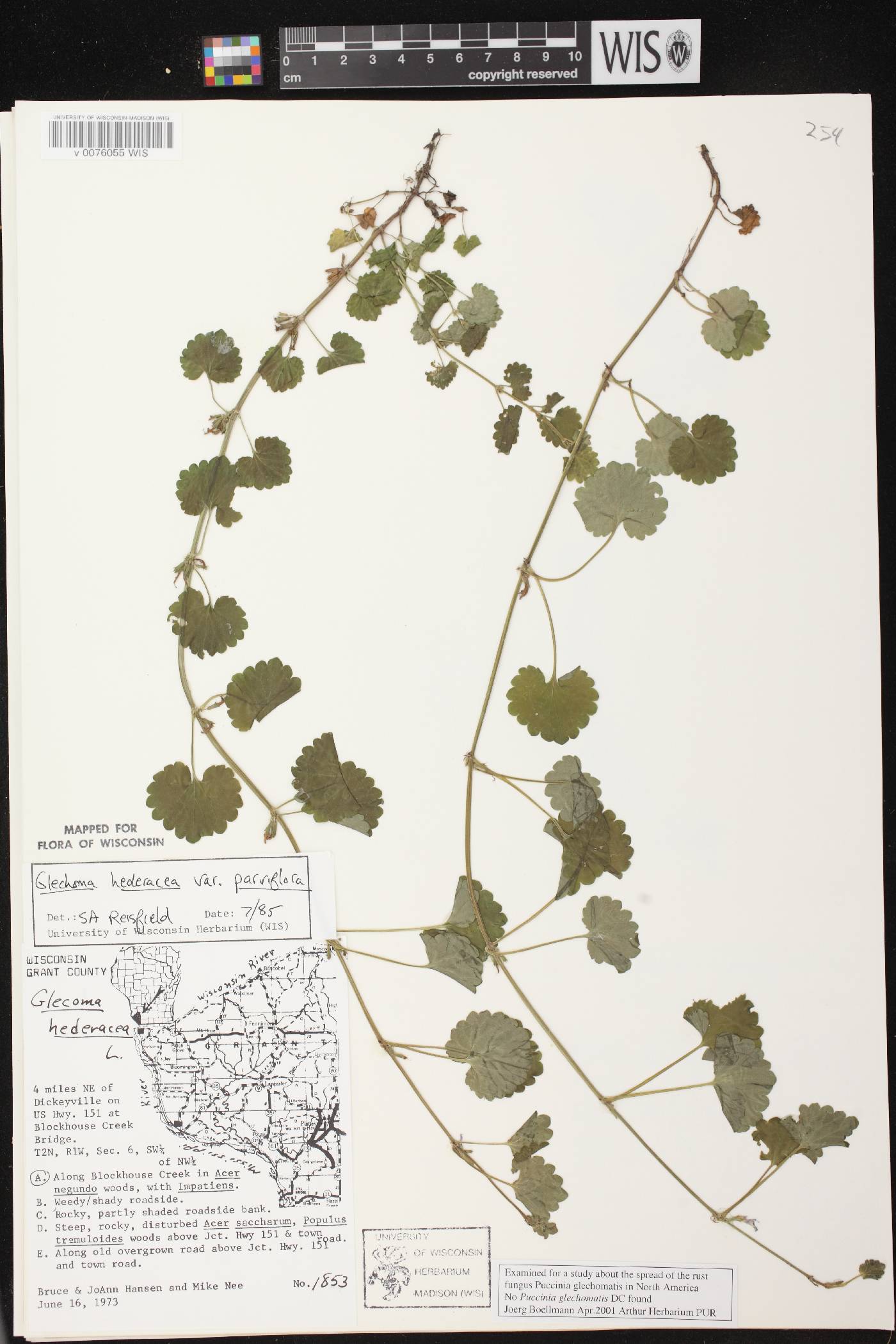 Glechoma hederacea var. micrantha image