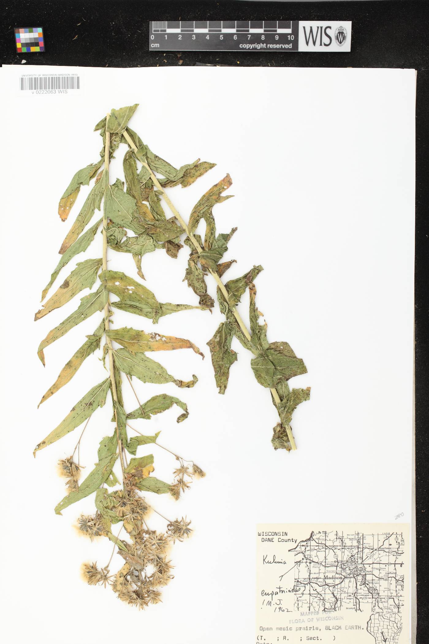 Brickellia eupatorioides image