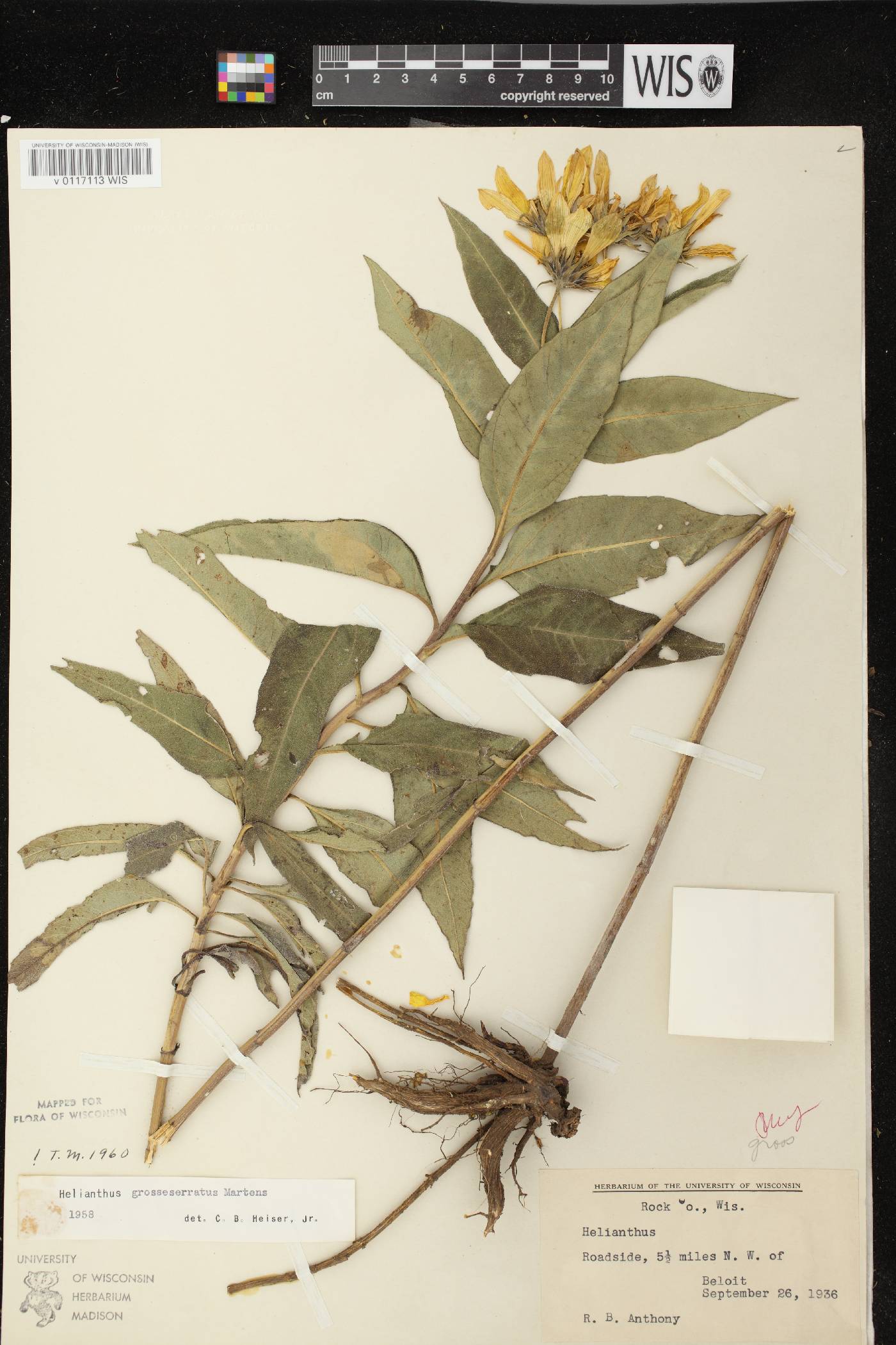 Helianthus grosseserratus image
