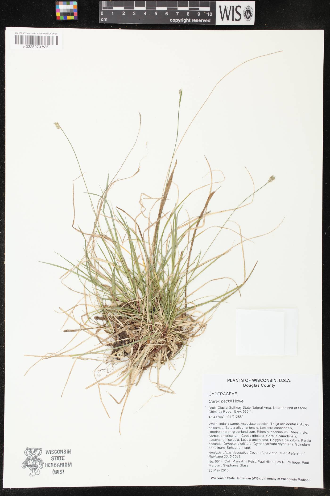 Carex peckii image