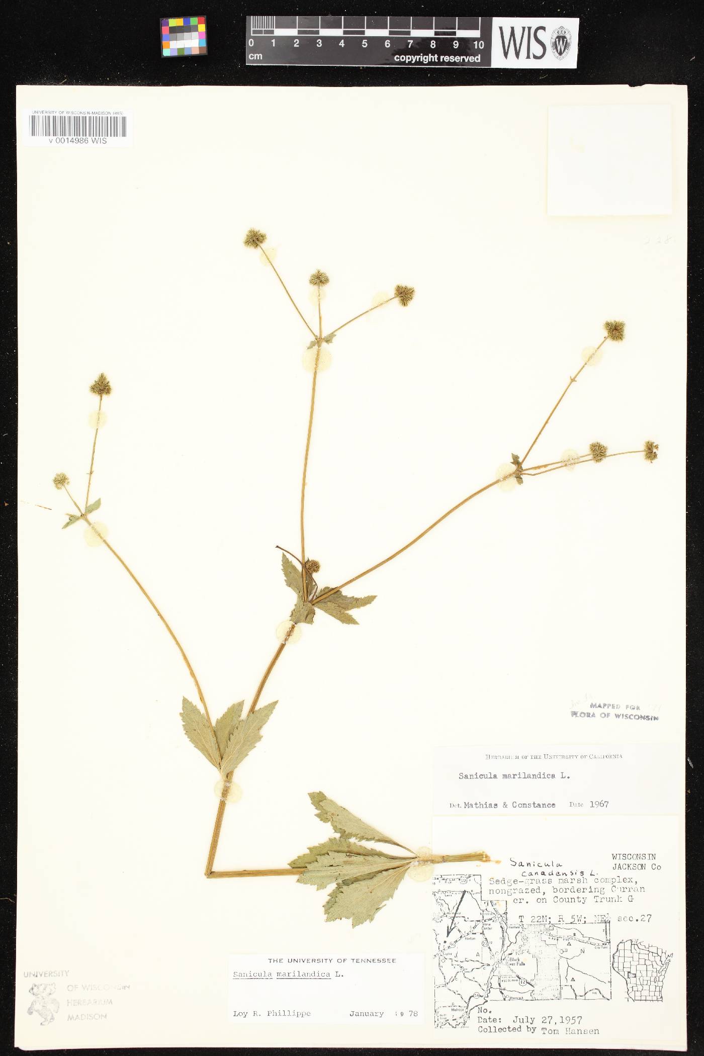 Sanicula marilandica image
