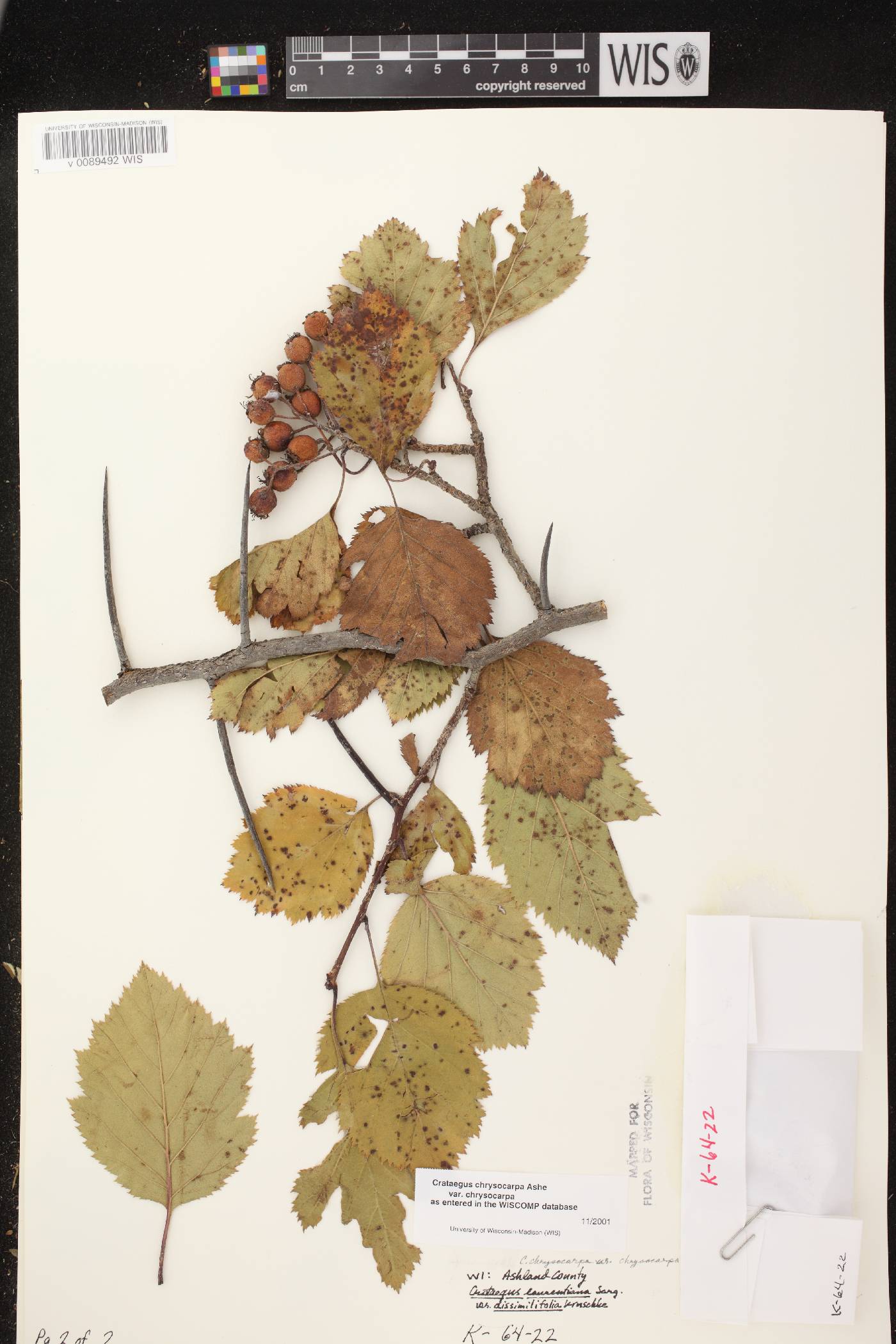 Crataegus chrysocarpa var. chrysocarpa image