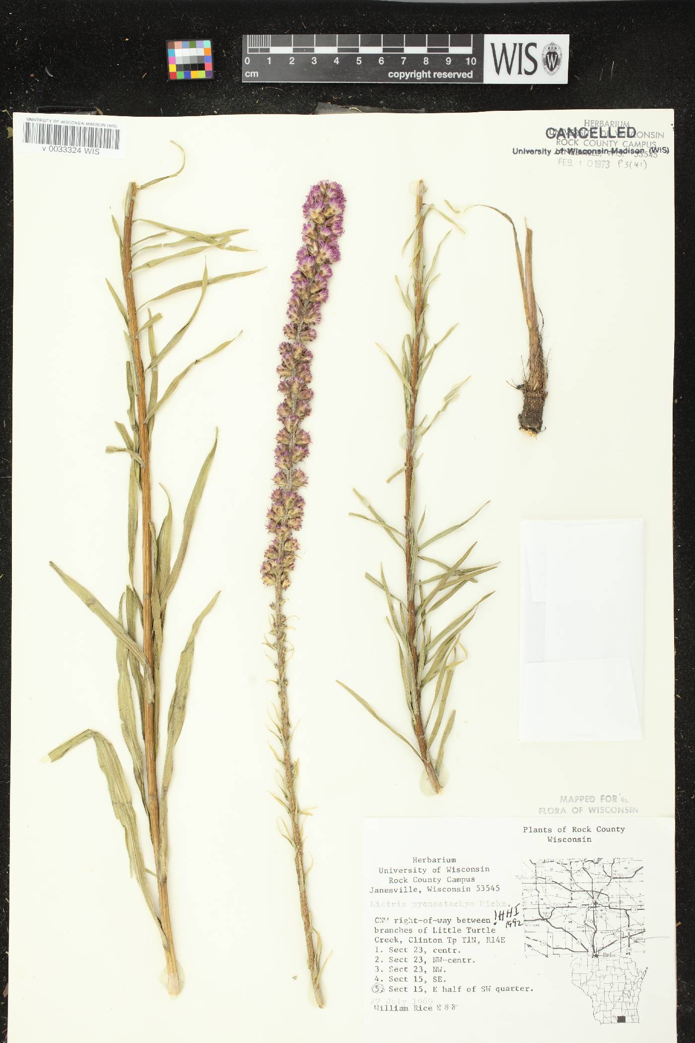 Liatris pycnostachya image