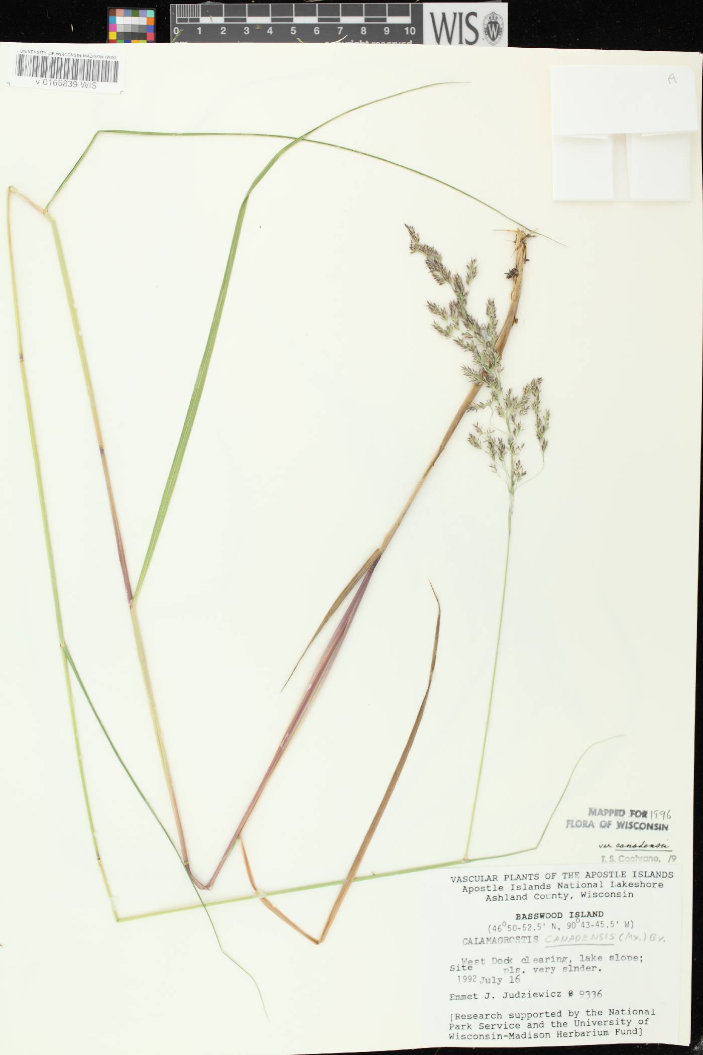 Calamagrostis canadensis var. canadensis image