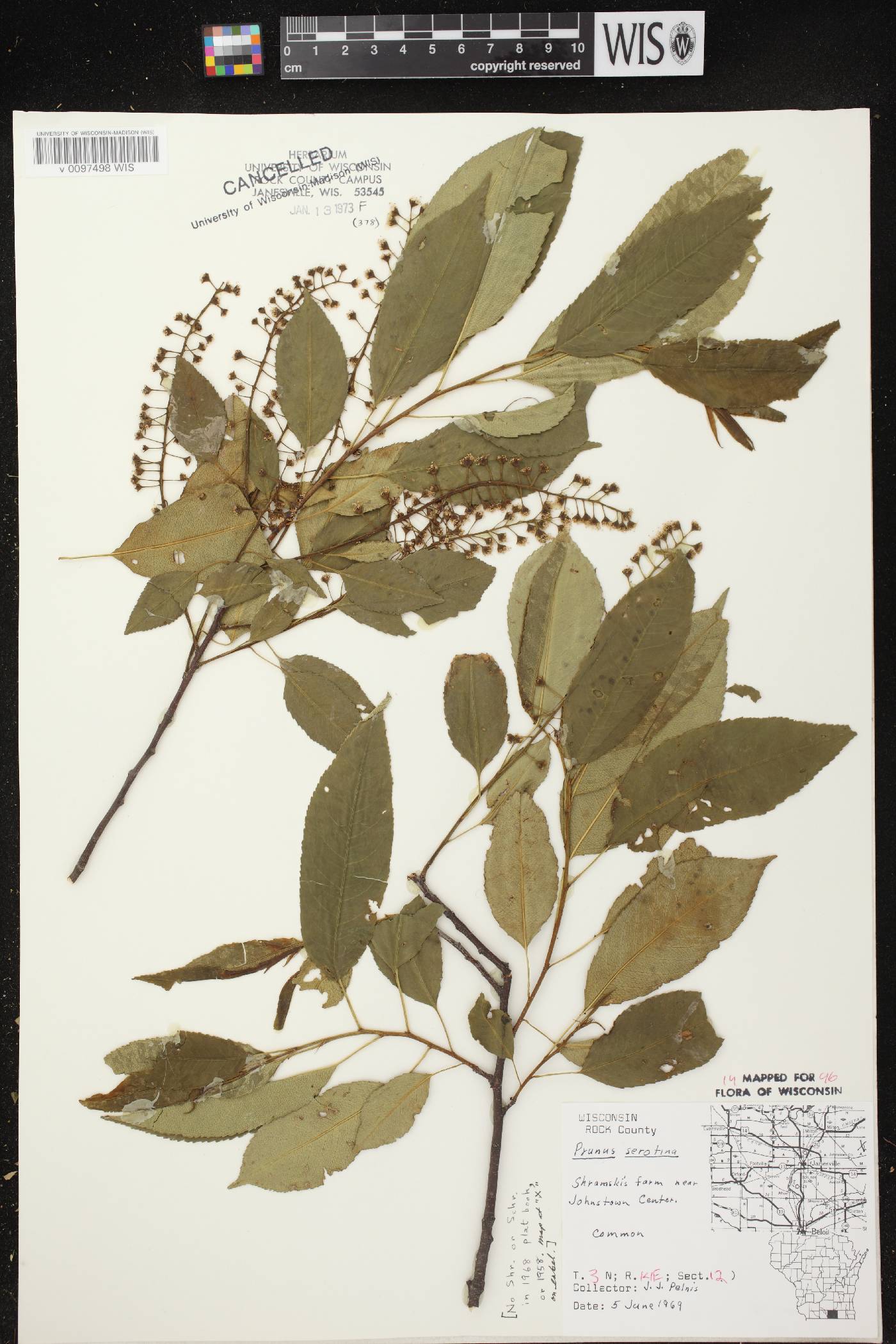 Prunus serotina image