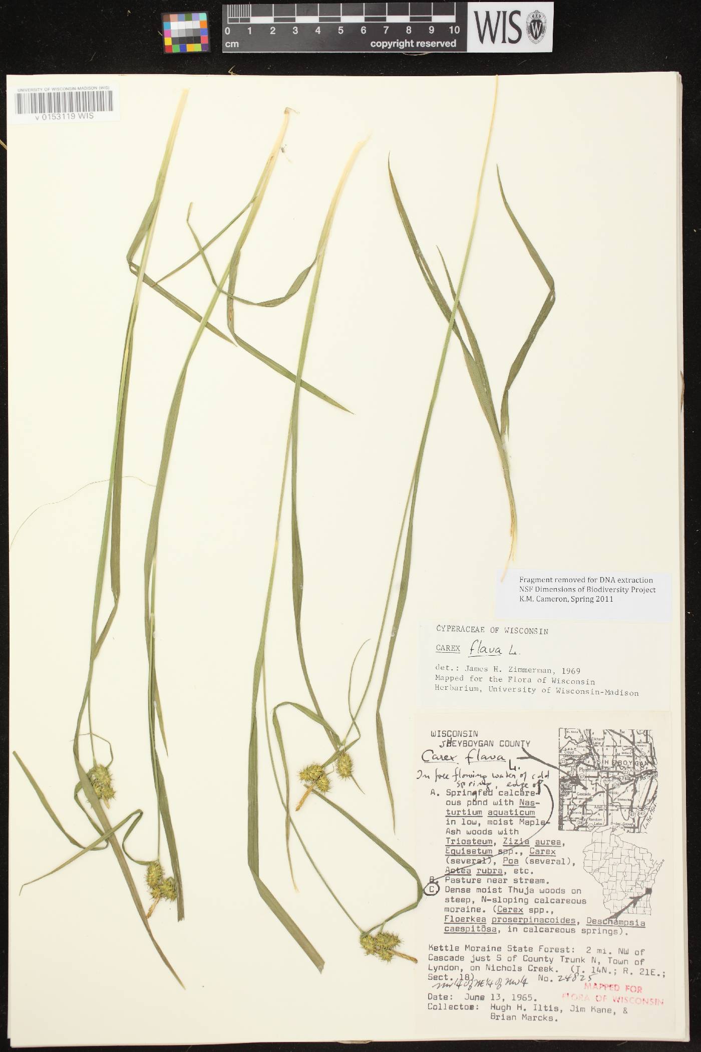 Carex flava image
